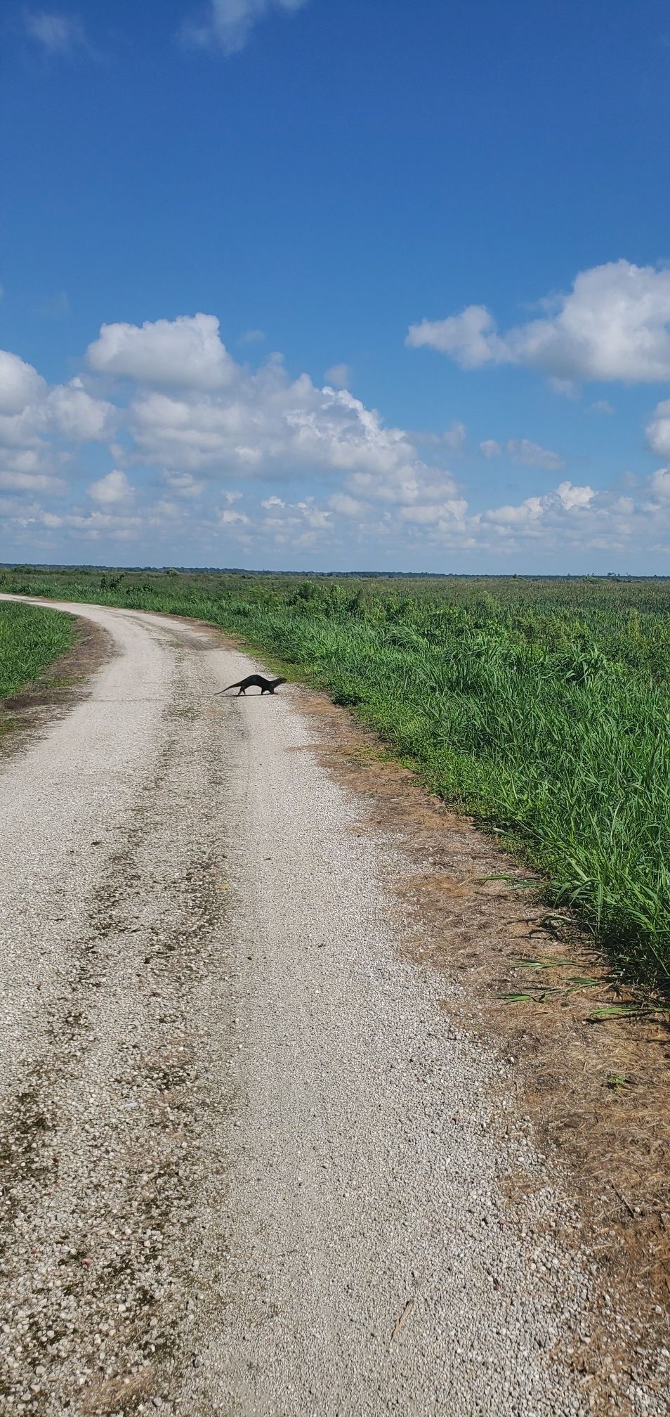 A small animal crosses a dirt road in a wide grassy field. - Lake Apopka Loop Trail