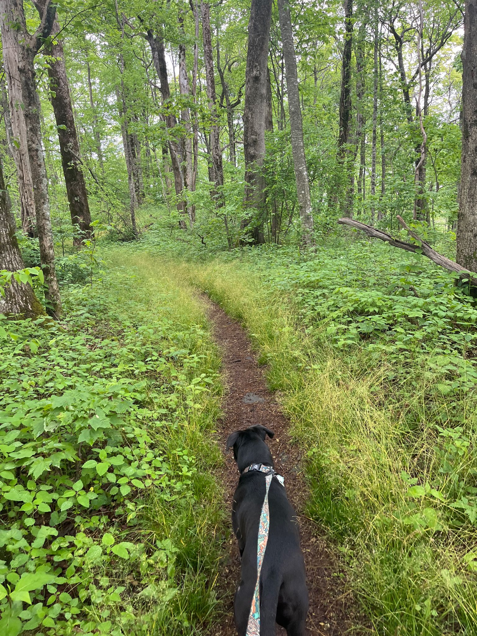 A black dog on a leash walks on a narrow path through a lush green forest. - Blue Mountain and Spaniards Knob via Appalachian Trail
