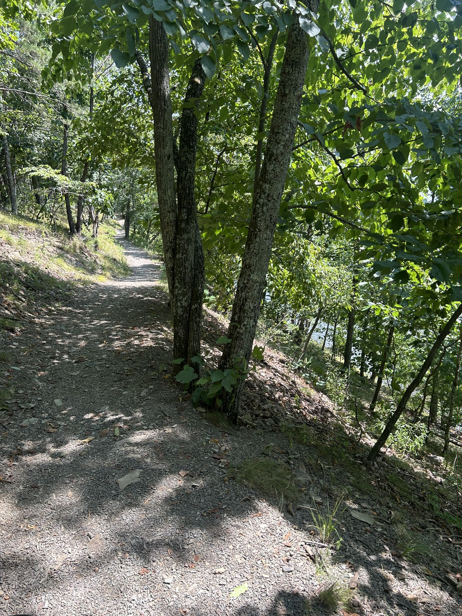 A gravel path winds uphill through a sunlit forest overlooking water. - Colyer Lake – Park entrance loop from Colyer