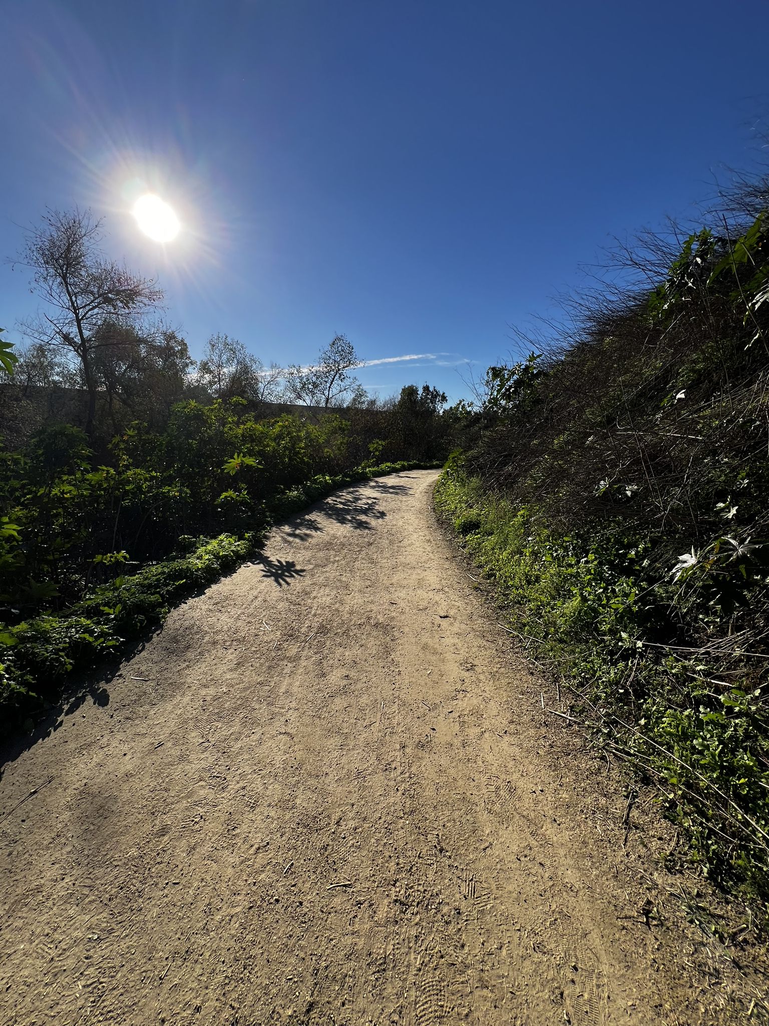 A sunlit dirt path winds through green foliage under a bright blue sky. - Redwood Grove – Carbon Canyon Regional Park loop from Carbon Canyon Regional Park