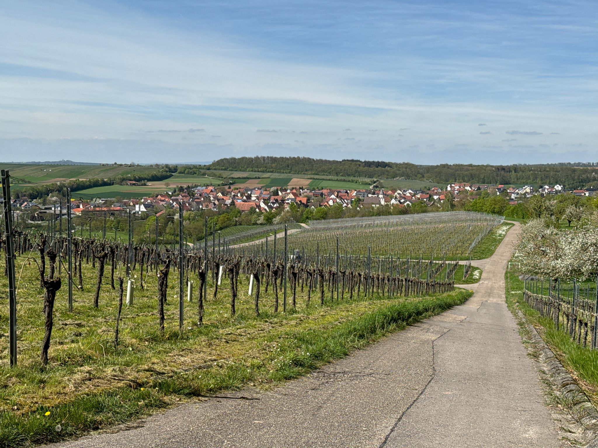 Durch die Weinberge hinunter nach Stetten am Heuchelberg