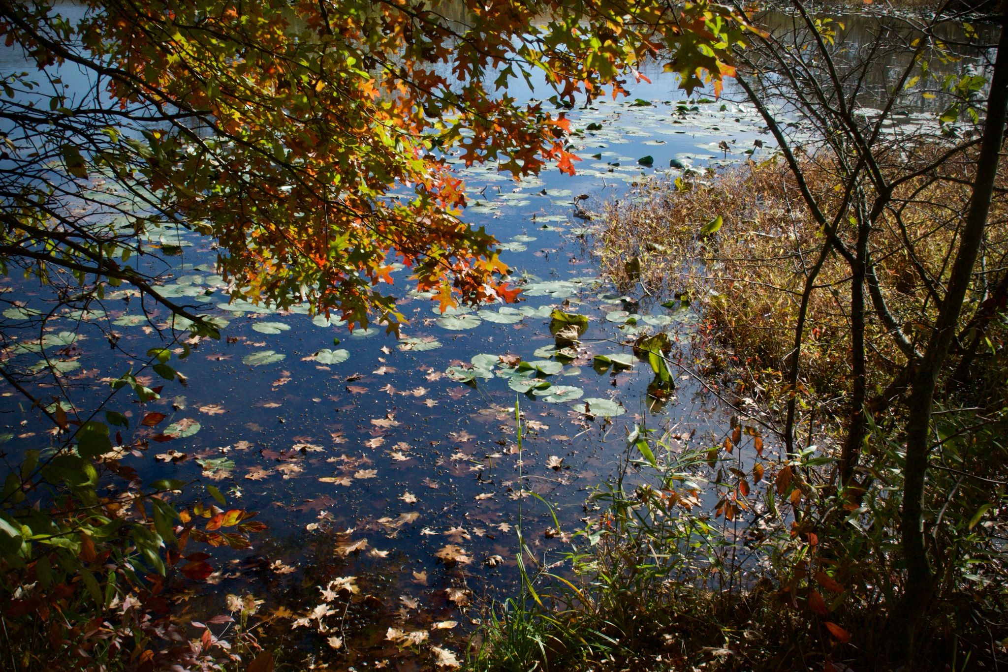Sunny autumn pond with lily pads and colorful fallen leaves. - North Fork Trail loop