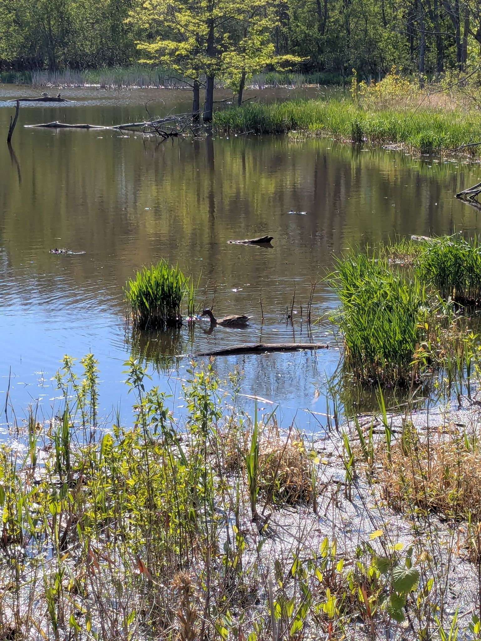 Two ducks swim in a sunlit pond surrounded by green reeds. - Herrick Lake Regional Trail