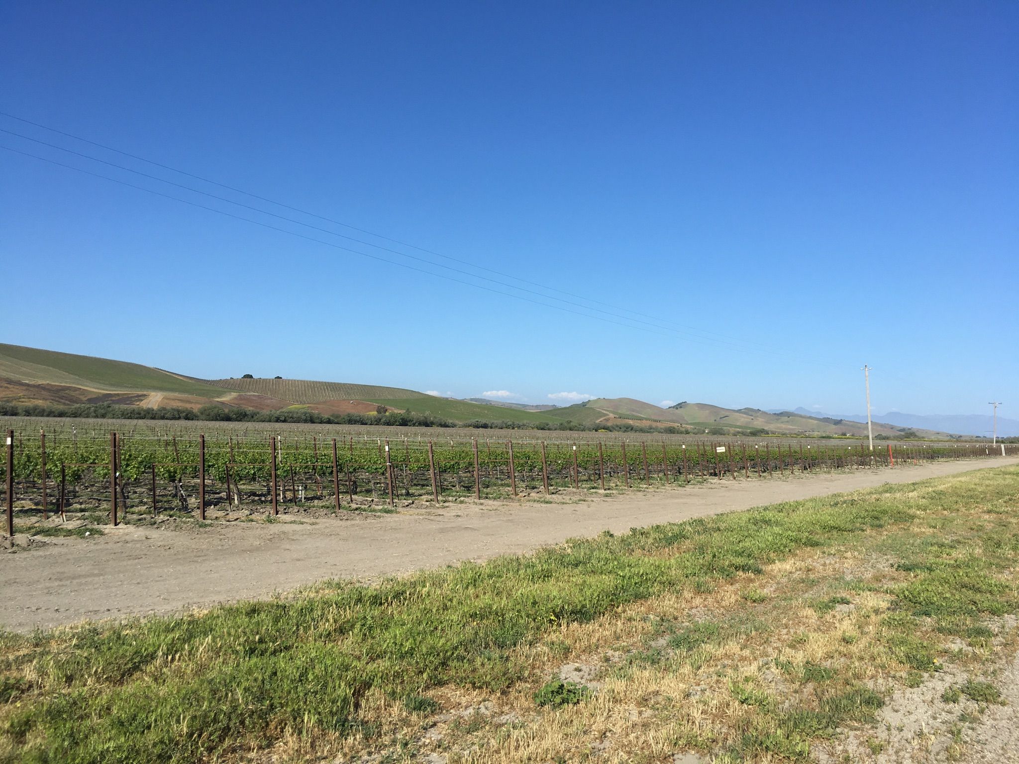 Expansive vineyard rows stretch towards distant hills under a clear blue sky. - Drum Canyon Road loop from Los Alamos