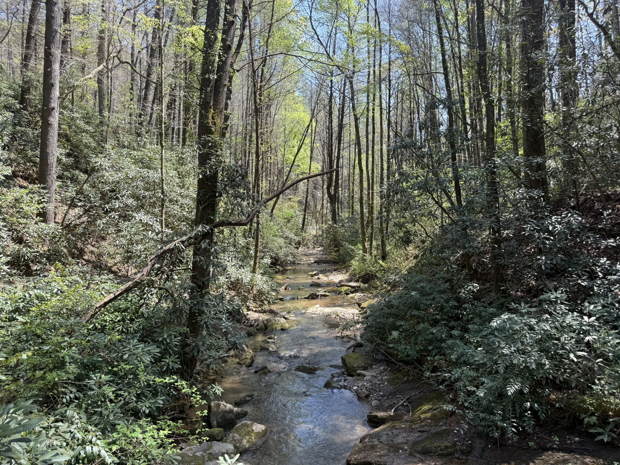 A sunlit stream flows through a dense, green forest with tall trees. - Bartram Trail to Chattooga River Trail