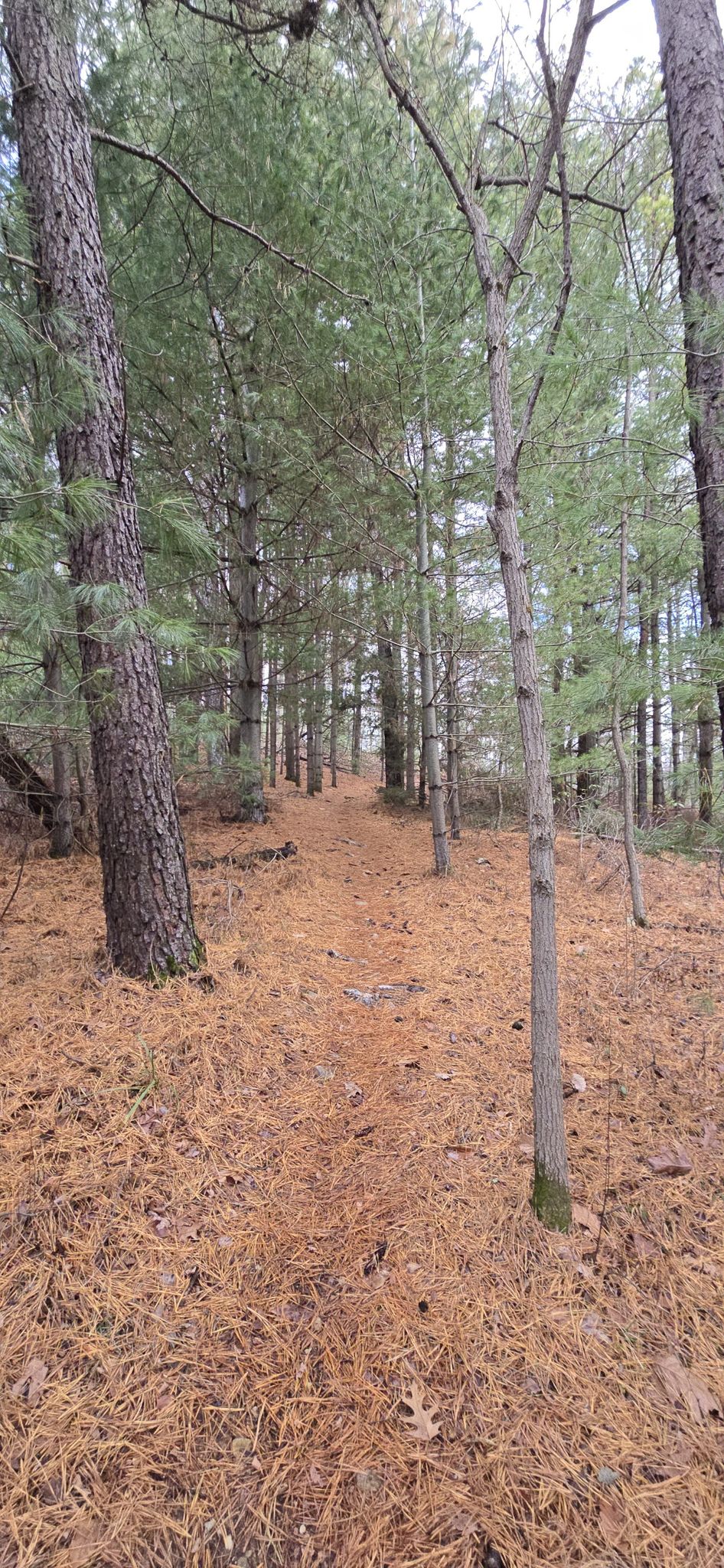 A path through a pine forest, covered in brown pine needles and fallen leaves. - Abigail Trail – Long Pine Run Reservoir loop from Big Flat Parking Lot - Michaux Campsite #1