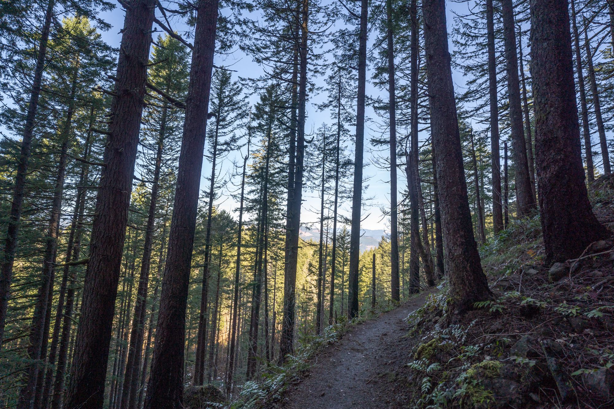 A sunlit forest path winds uphill through tall, dense evergreen trees. - Dry Creek Falls Trail