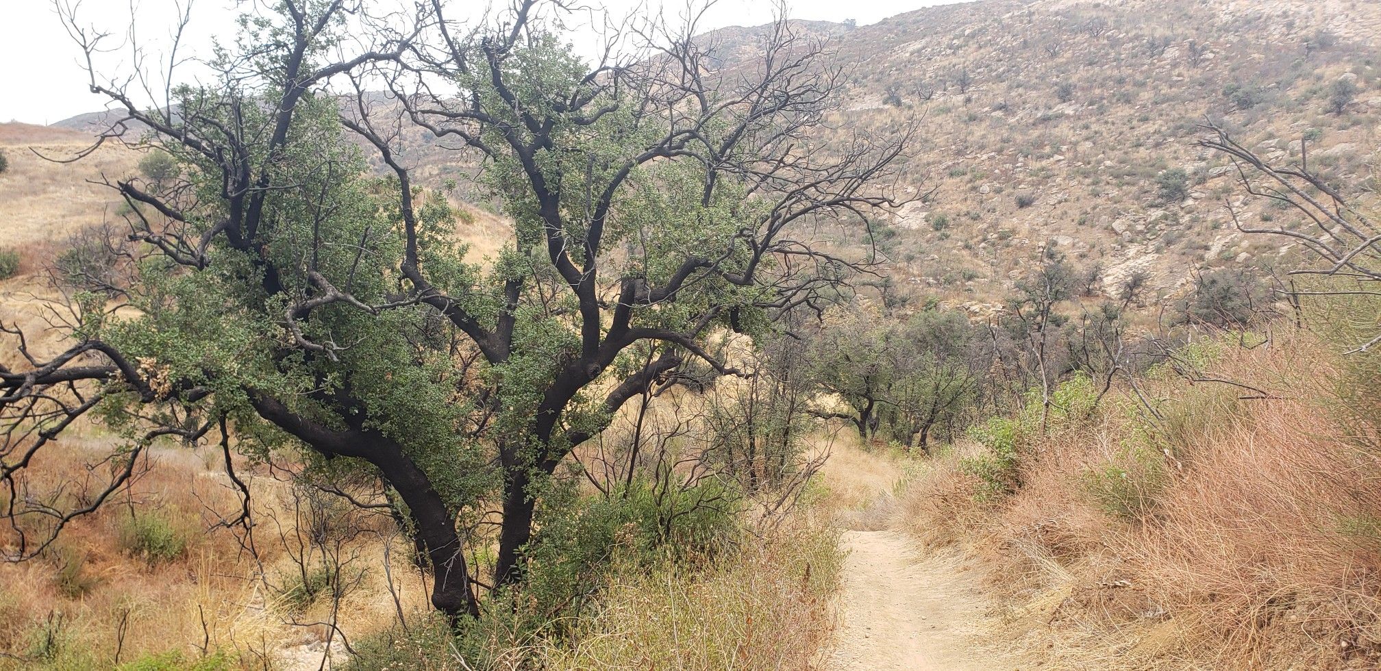 Winding dirt path through dry brush and a large, gnarled tree. - Lang Ranch Open Space – Chumash Indian Museum loop from Miller Ranch