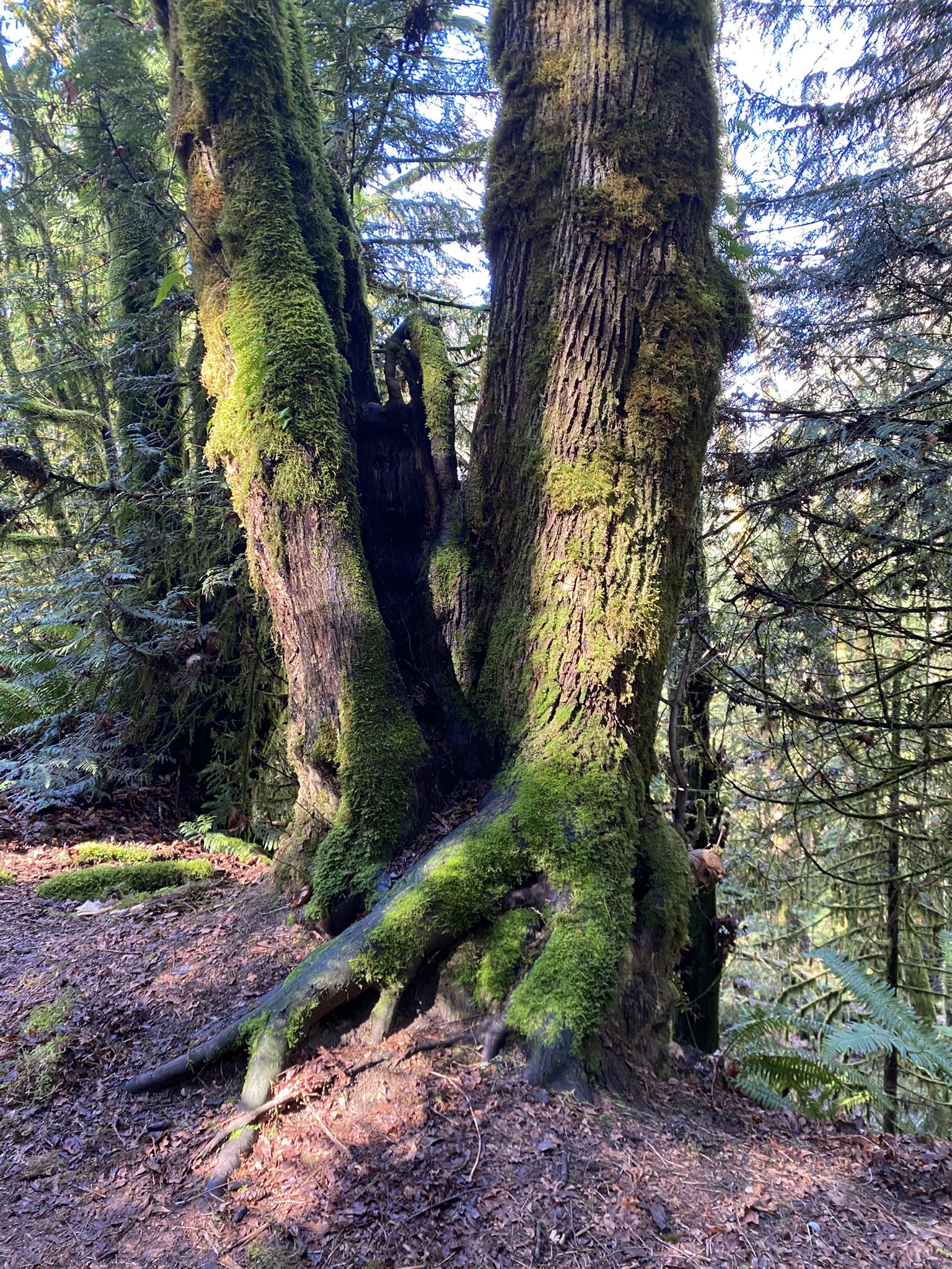 Two large, moss-covered tree trunks with exposed roots in a sun-dappled forest. - Viewpoint via Dickerson Falls