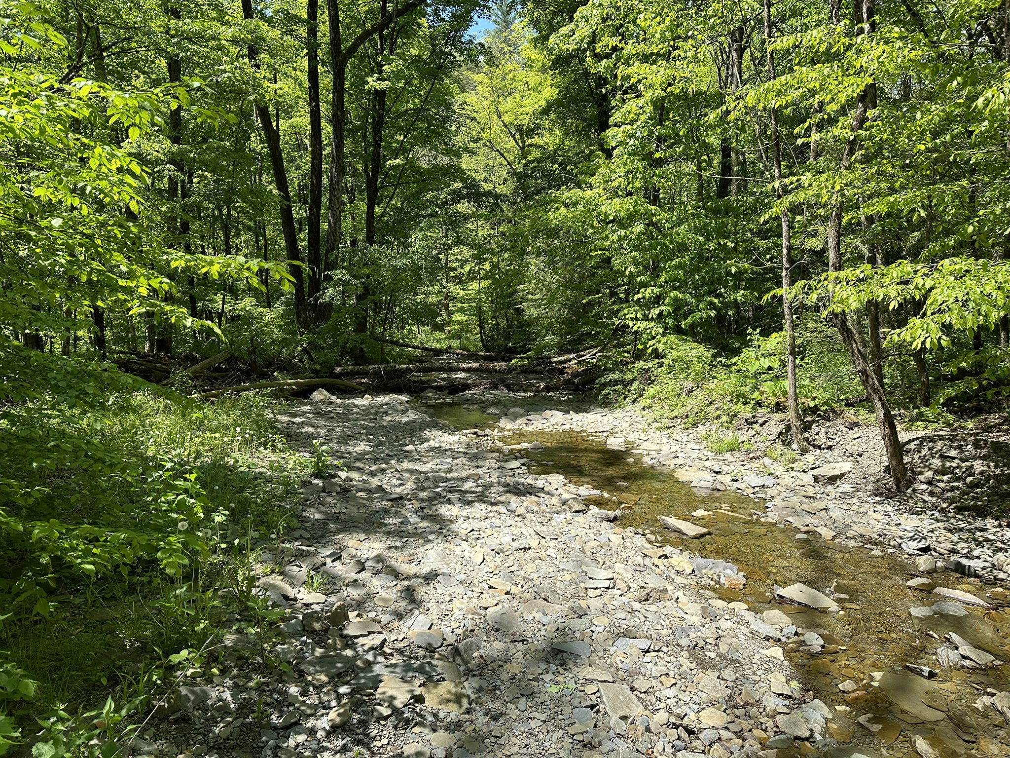 Rocky stream bed with shallow water flowing through a green forest. - Van Lone Hill and Finger Lakes Trail Loop