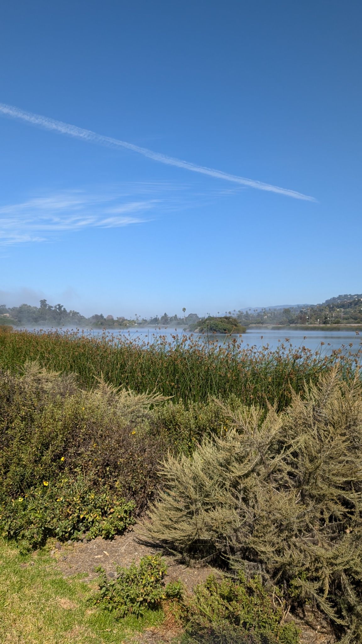 Lush green reeds and bushes by a calm lake under a clear blue sky. - Coast Bicycle Route: Carpinteria Loop