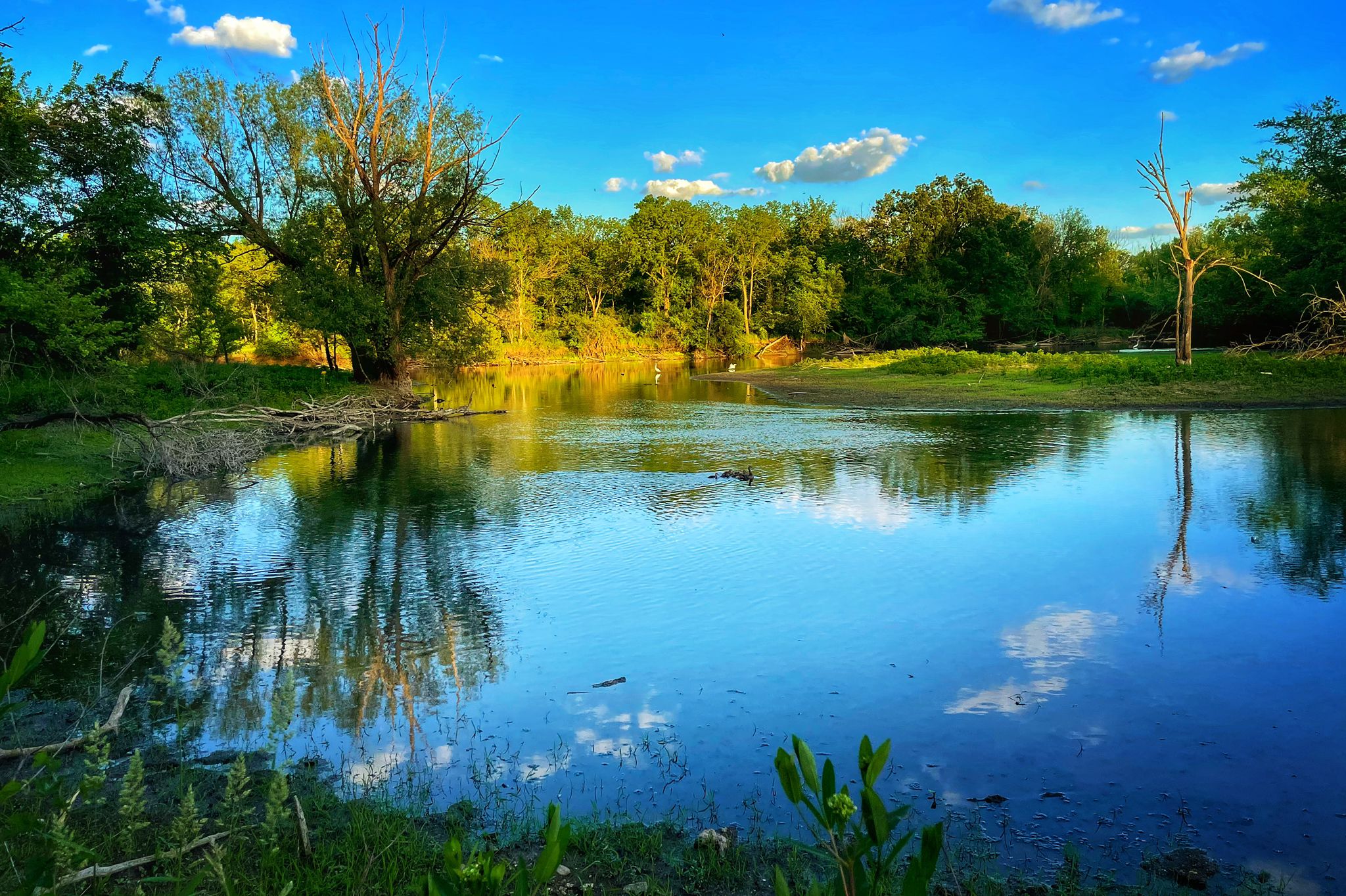 A vibrant blue pond reflects trees and clouds under a bright sky. - Des Plaines River Trail – Des Plains River Trail loop from Prairie View
