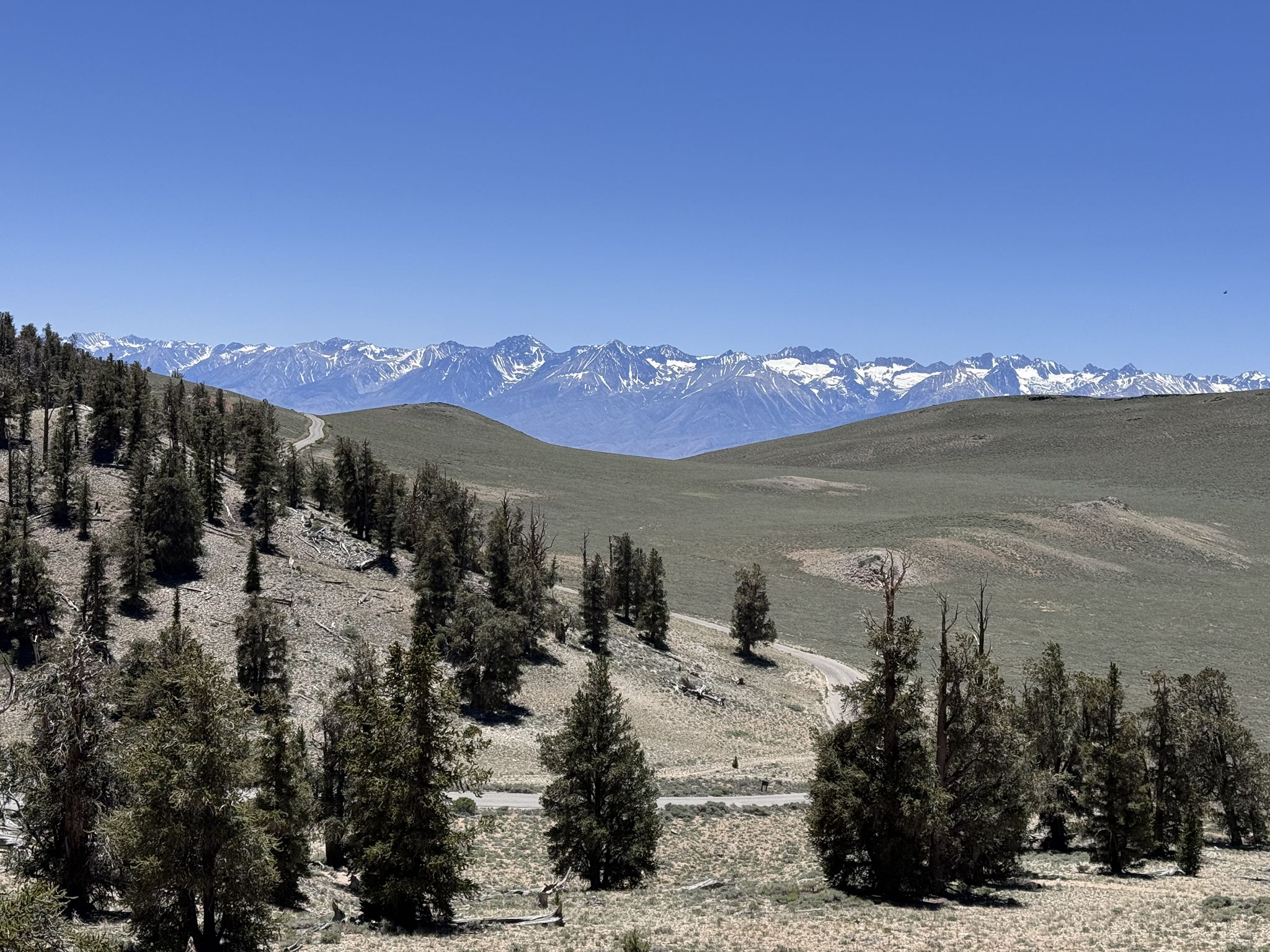 Clear day over rolling hills with scattered trees and distant snow-capped mountains. - Methuselah Loop Trail