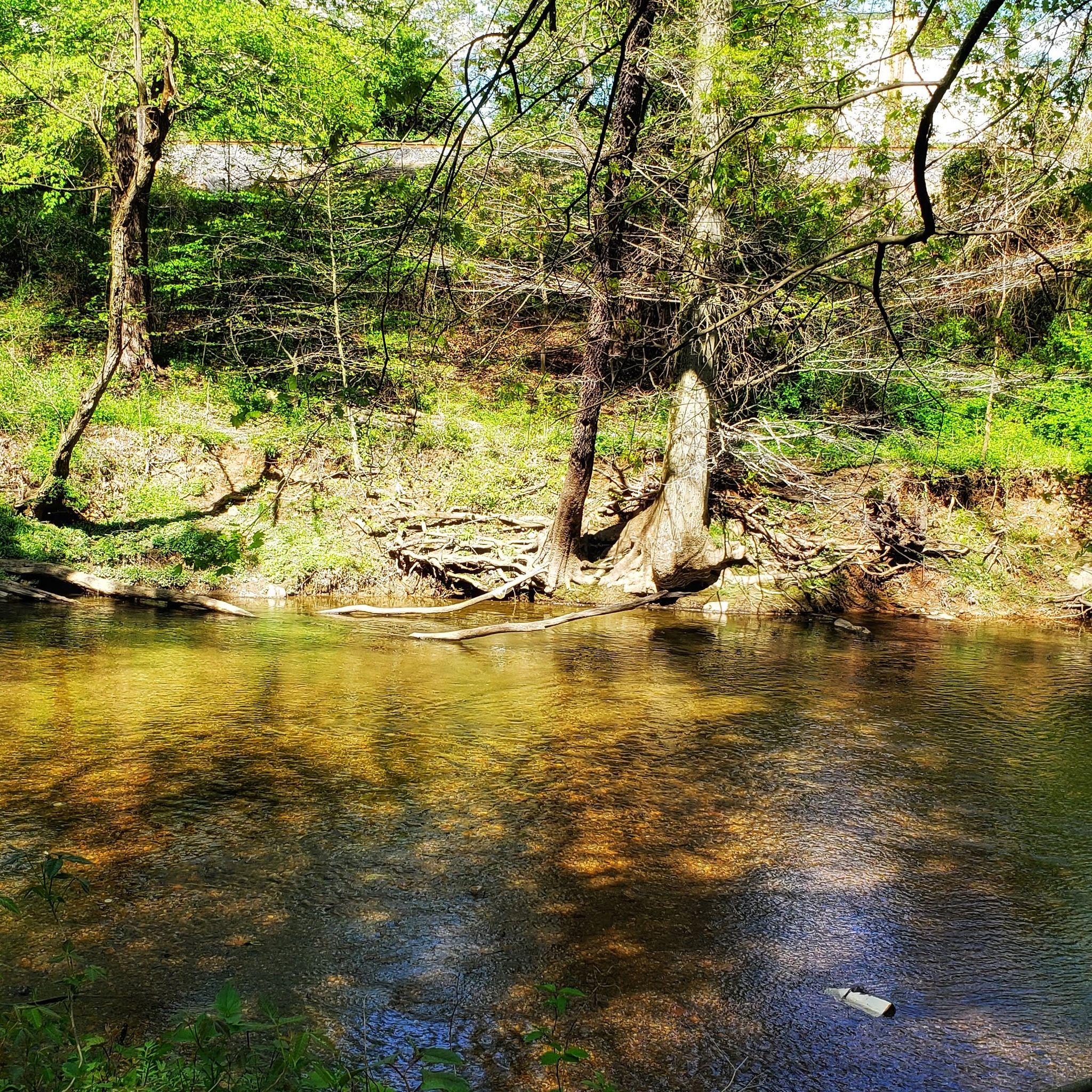 Sunny stream flowing through a lush green forest with dappled light. - Pennypack Trail – Pennypack Trail loop from Greenbelt Knoll Historic District