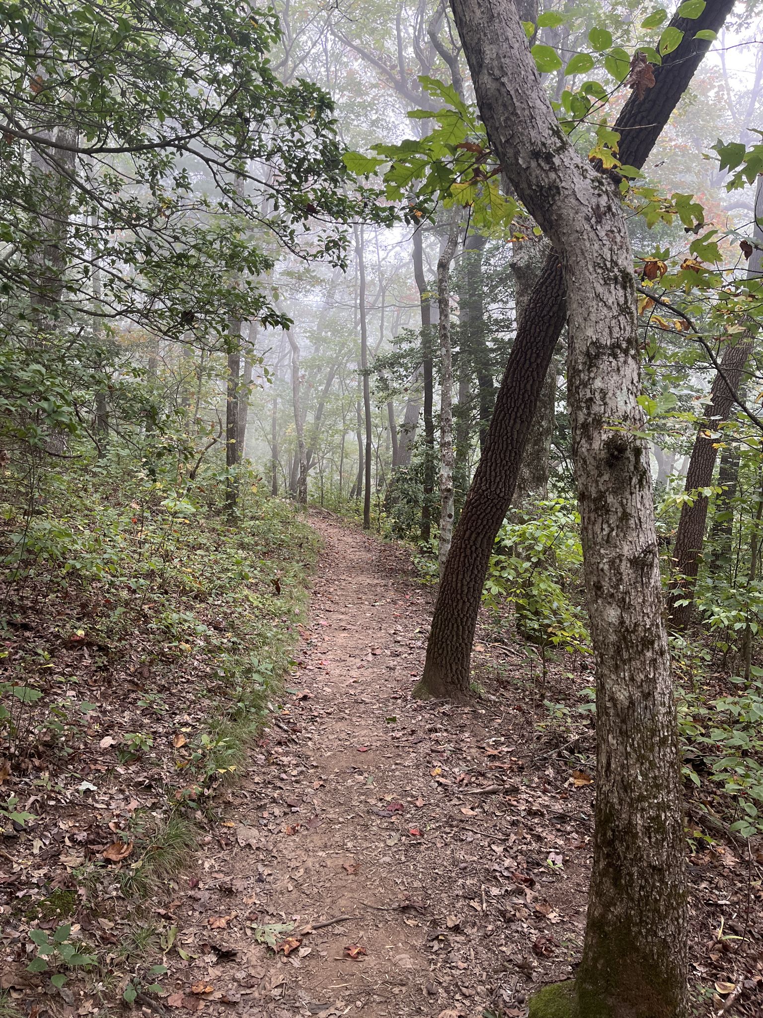 A foggy forest path winding through dense trees on an overcast day. - Benton Mackaye Trail loop