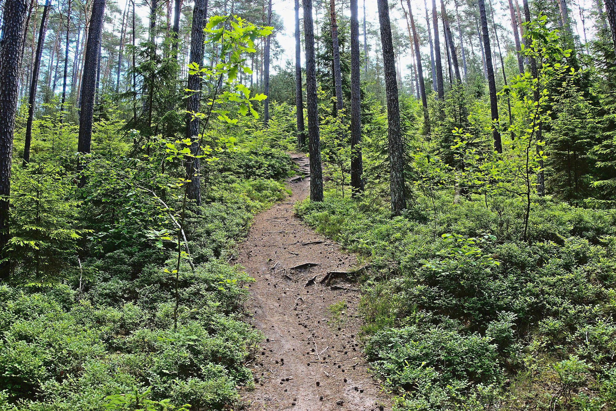 Den steilen Downhill-Trail lasse ich links liegen