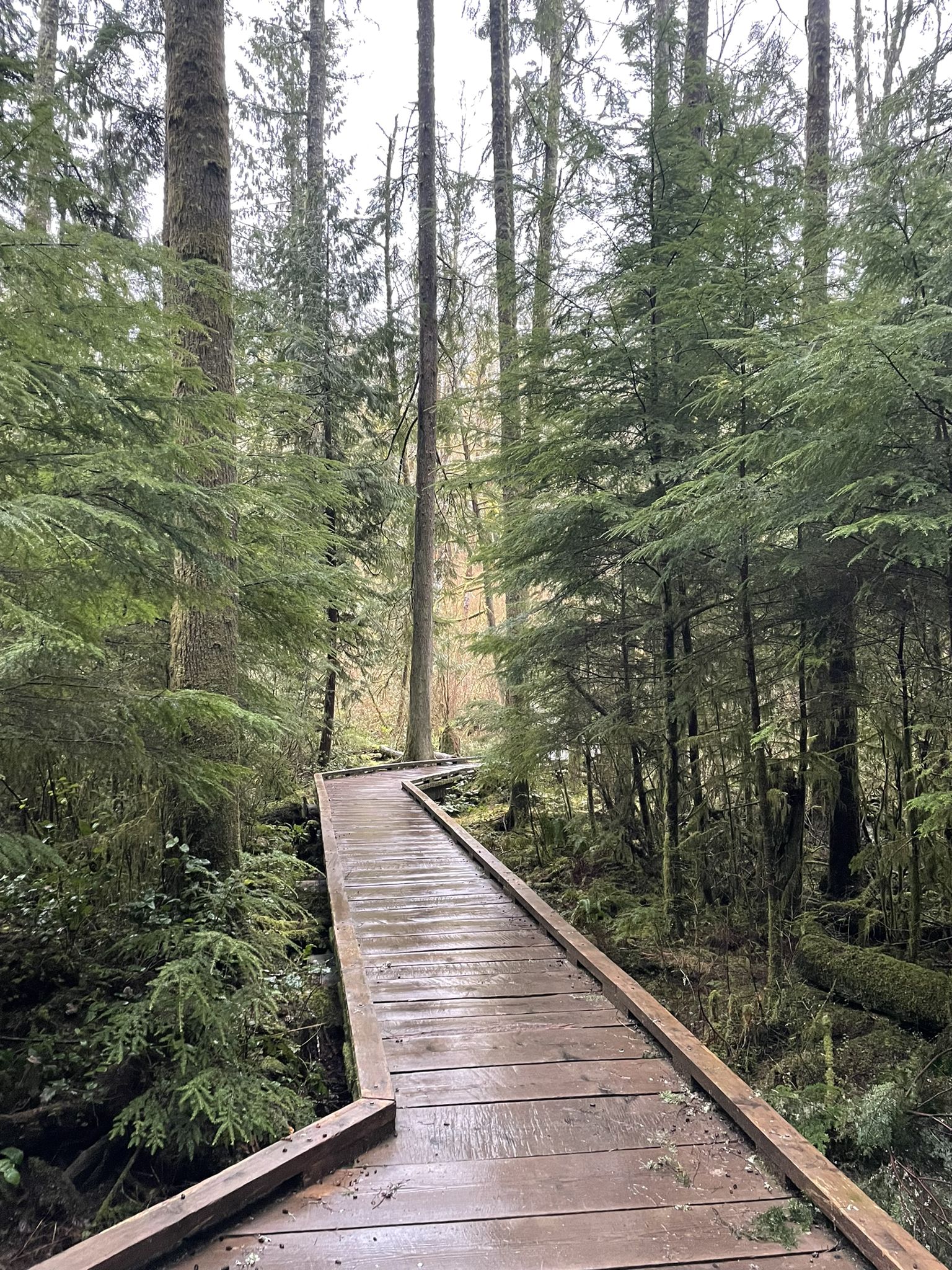Wet wooden boardwalk winding through a dense, green forest on an overcast day. - Grand Ridge Trail