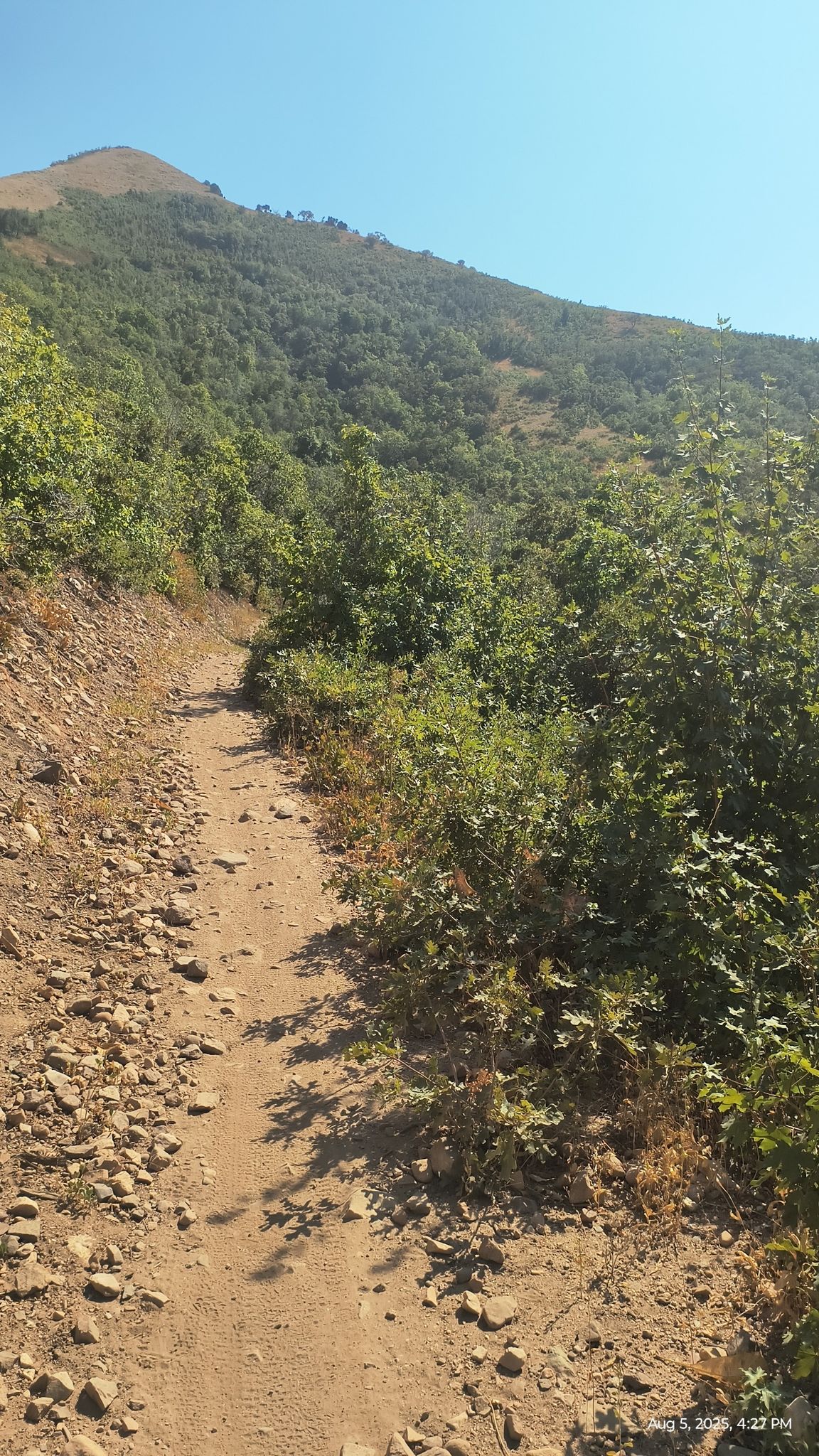 Rocky dirt trail ascending a steep, forested mountain under a bright, clear sky. - Mountainbike loop from Orchard Dr @ 1785 S