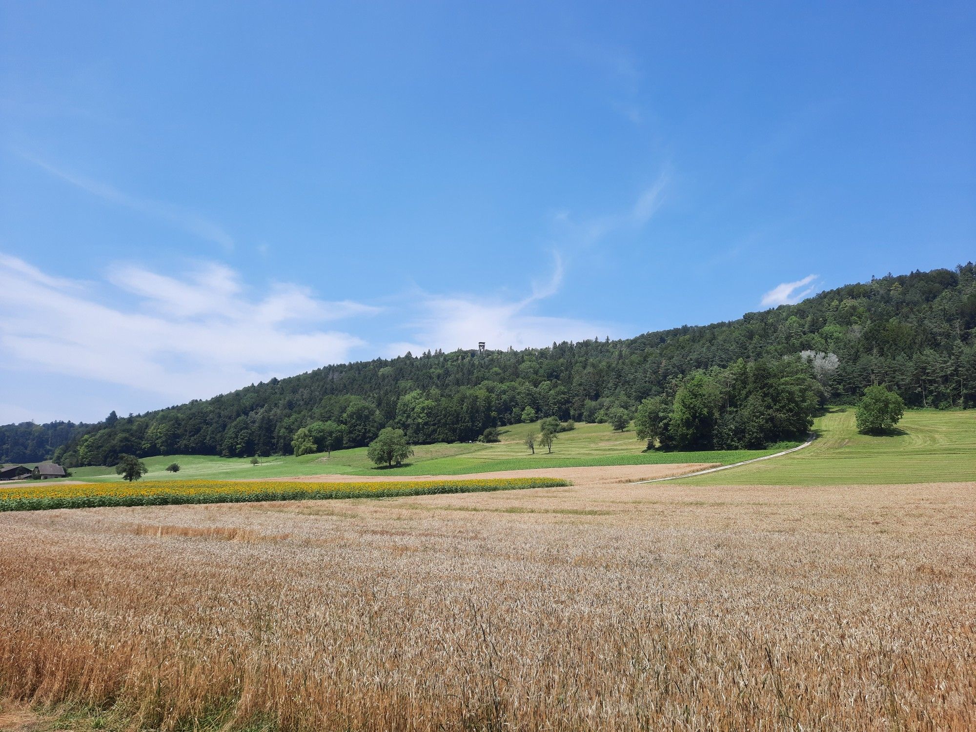 turm altberg