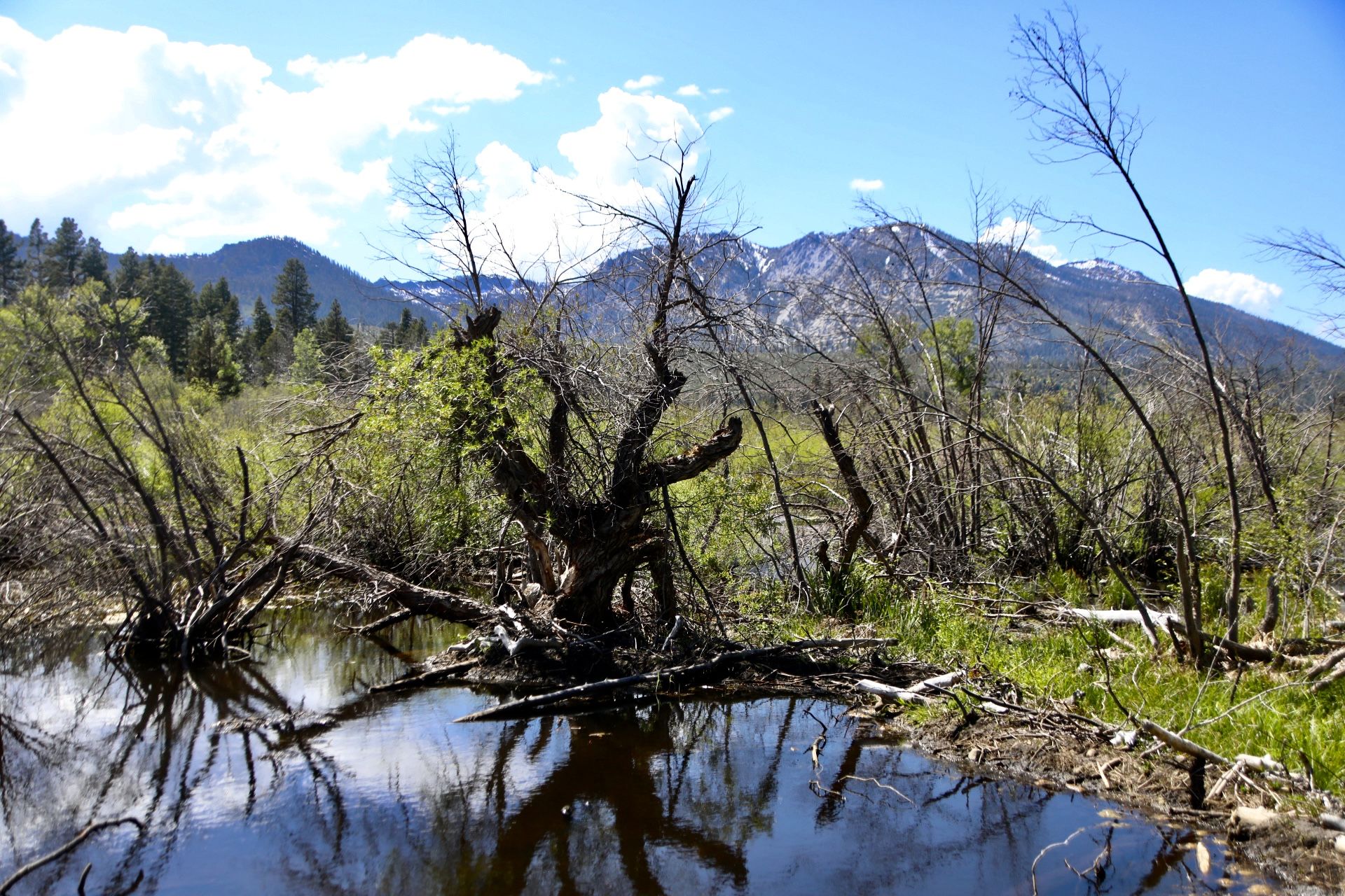 Small pond with dead trees reflecting, mountains in sunny background. - Rainbow Trail