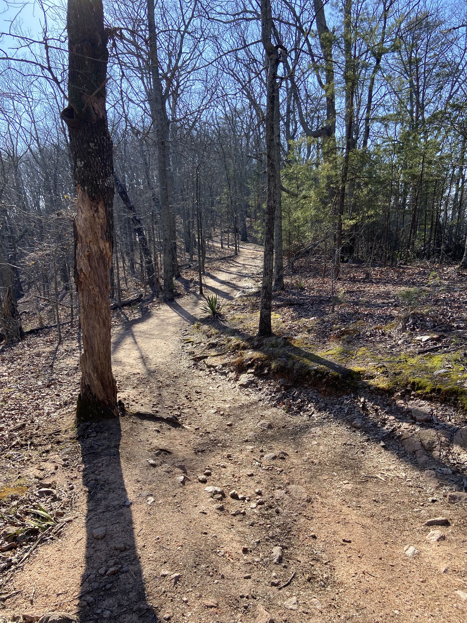 A winding dirt trail through a sunlit forest with bare trees. - Indian Seats Trail