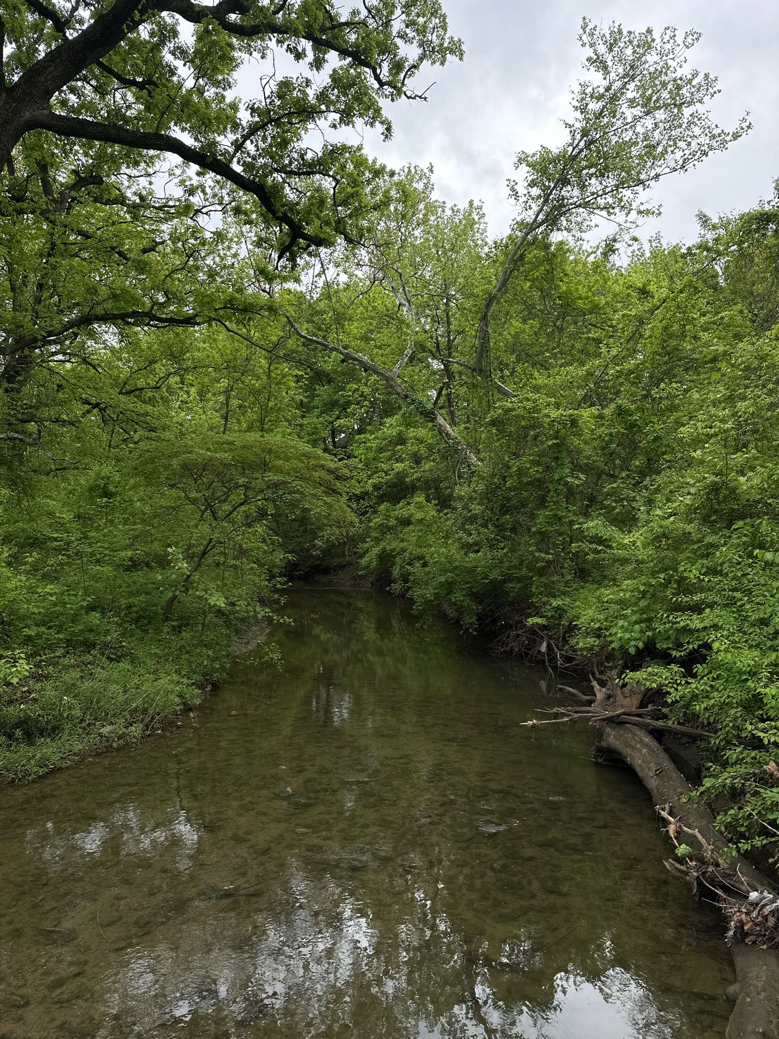 Calm stream flowing through a lush green forest under an overcast sky. - Tomahawk Creek Trail