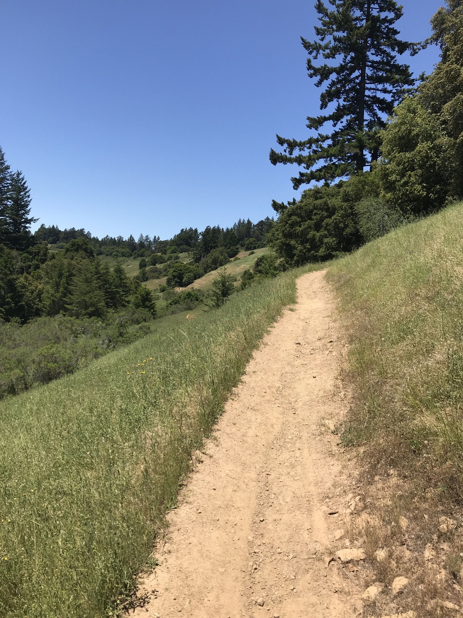 Sunny dirt path winding up a green grassy hillside with distant trees. - Chestnut Trail