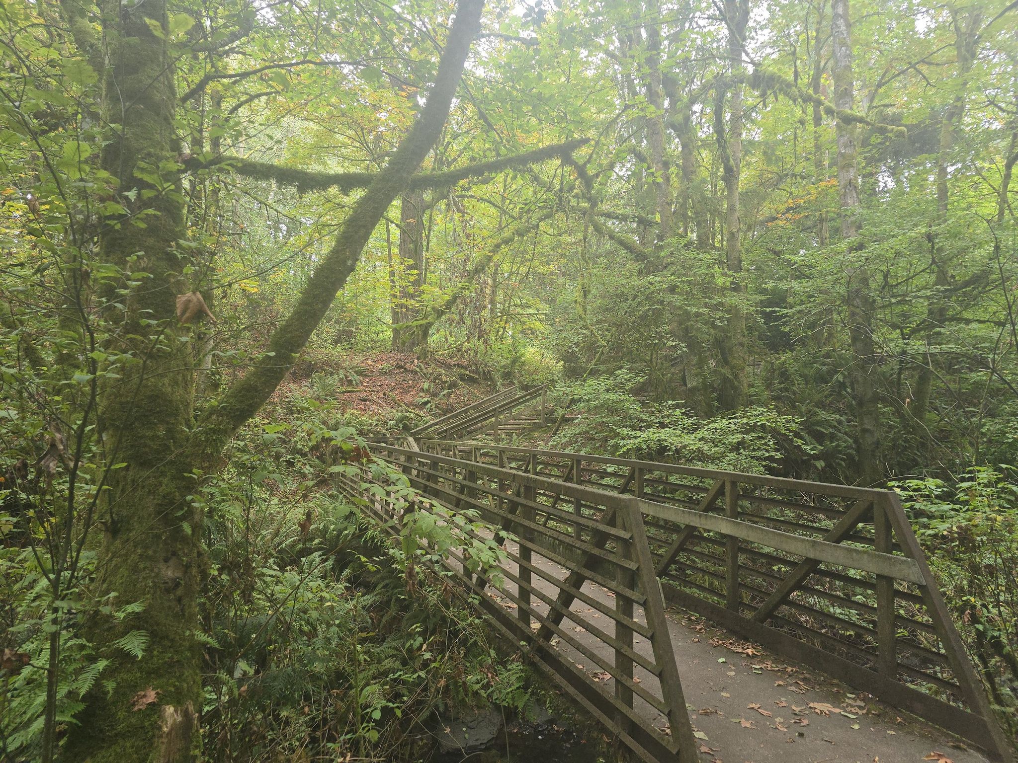 Wooden bridge and stairs winding through a lush, green, mossy forest. - Three Tree Point Waterfront loop from Angle Lake