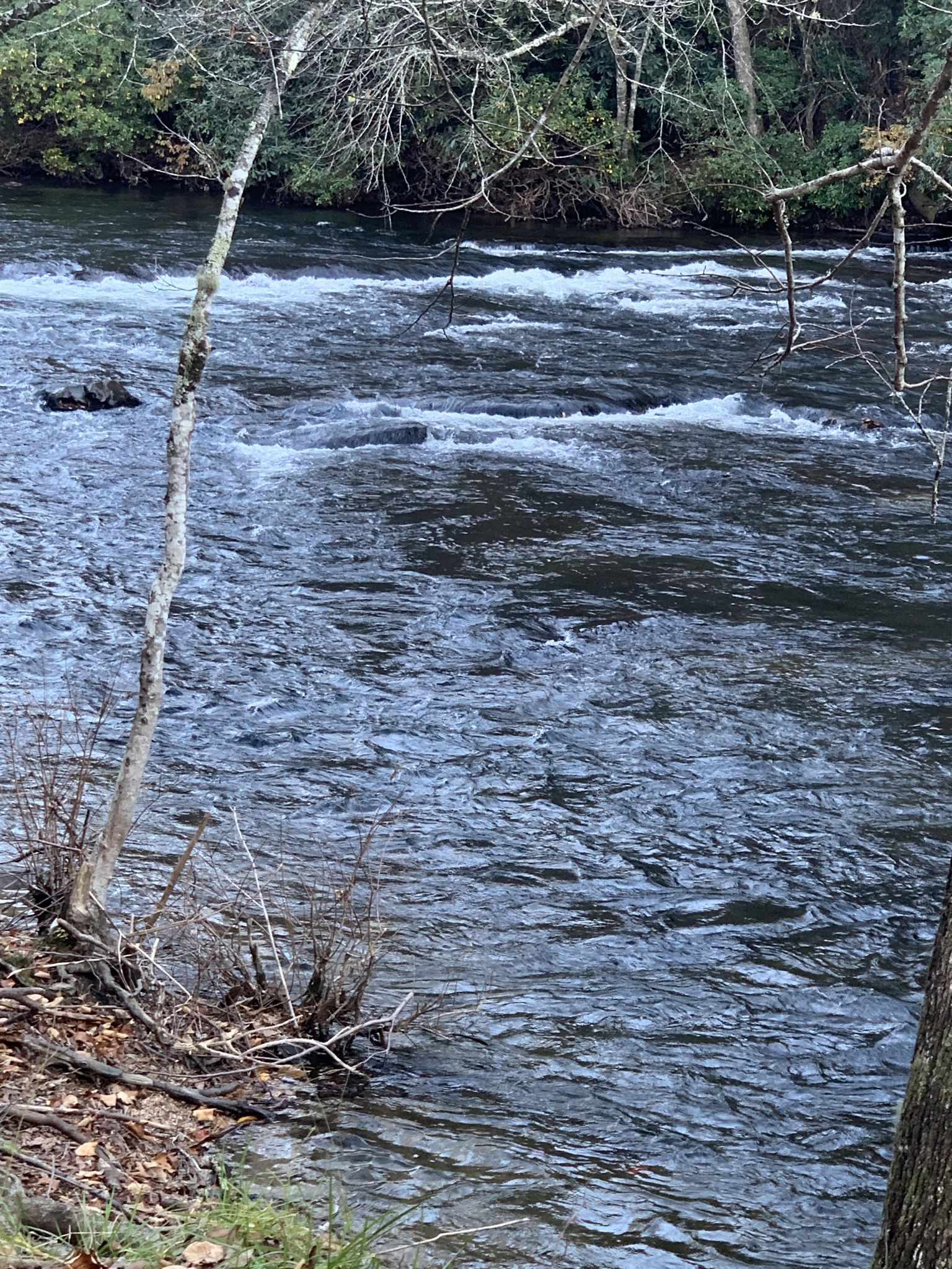 A flowing river with rapids, bordered by trees under diffused light. - Blue Ridge Dam to Aska Road loop