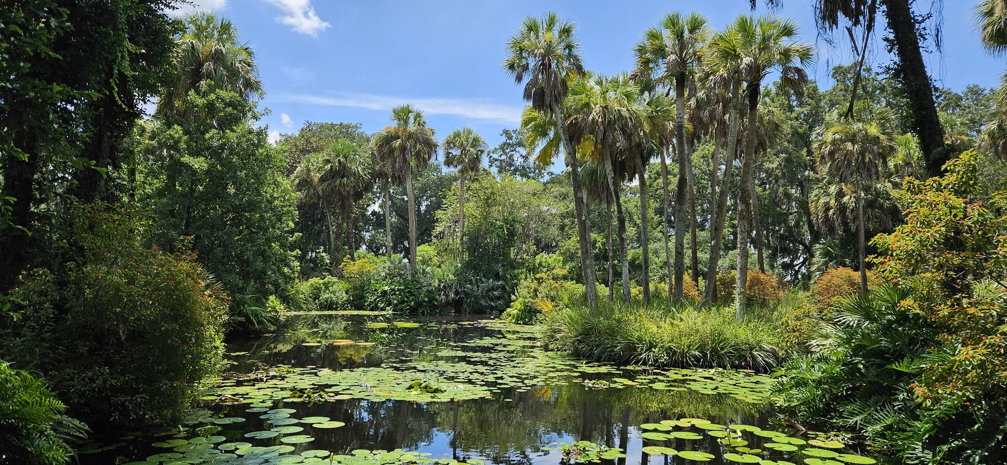 Lush green pond with lily pads surrounded by palm trees under a bright sky. - Bok Tower Loop