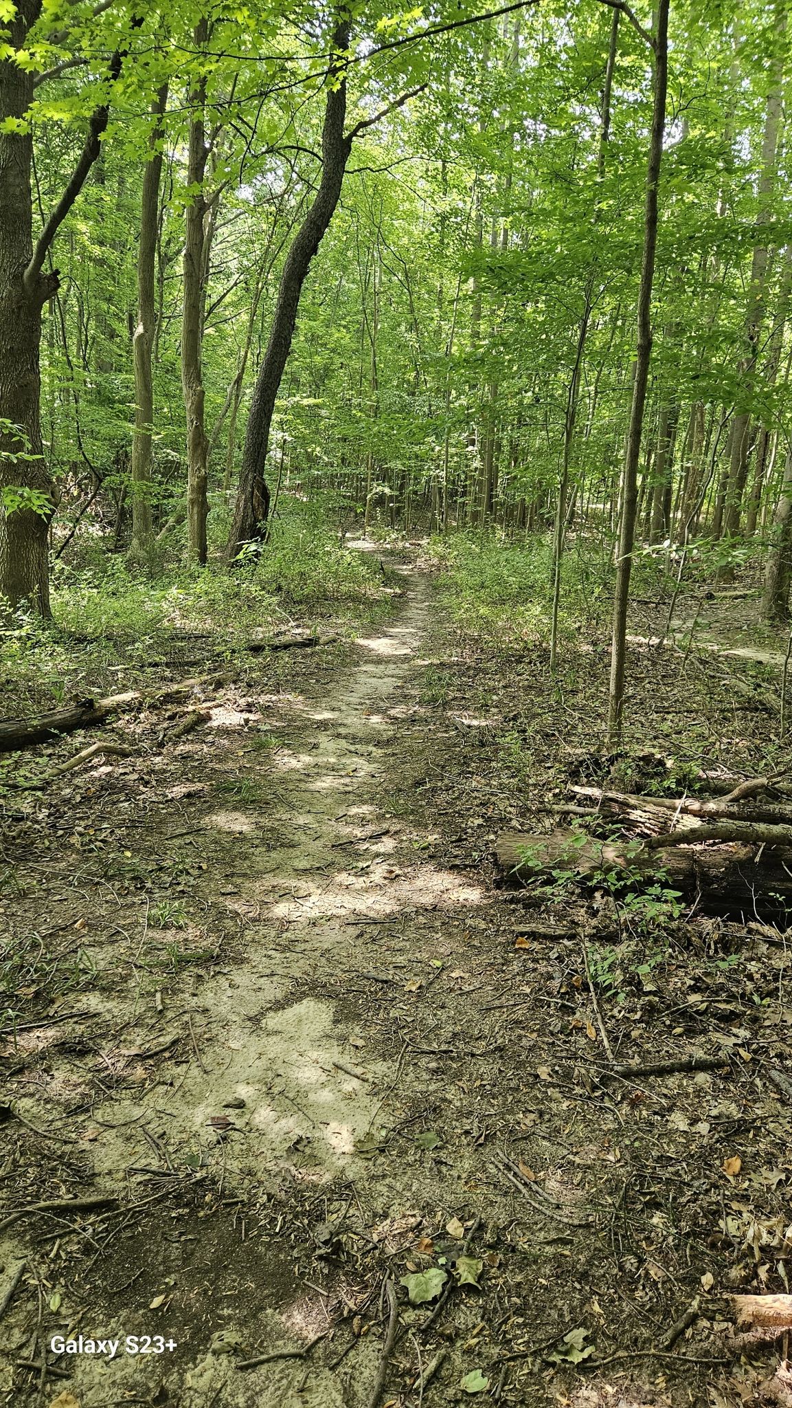 A muddy dirt path winds through a bright green forest with fallen logs. - Chikaming Township MTB Loop 3