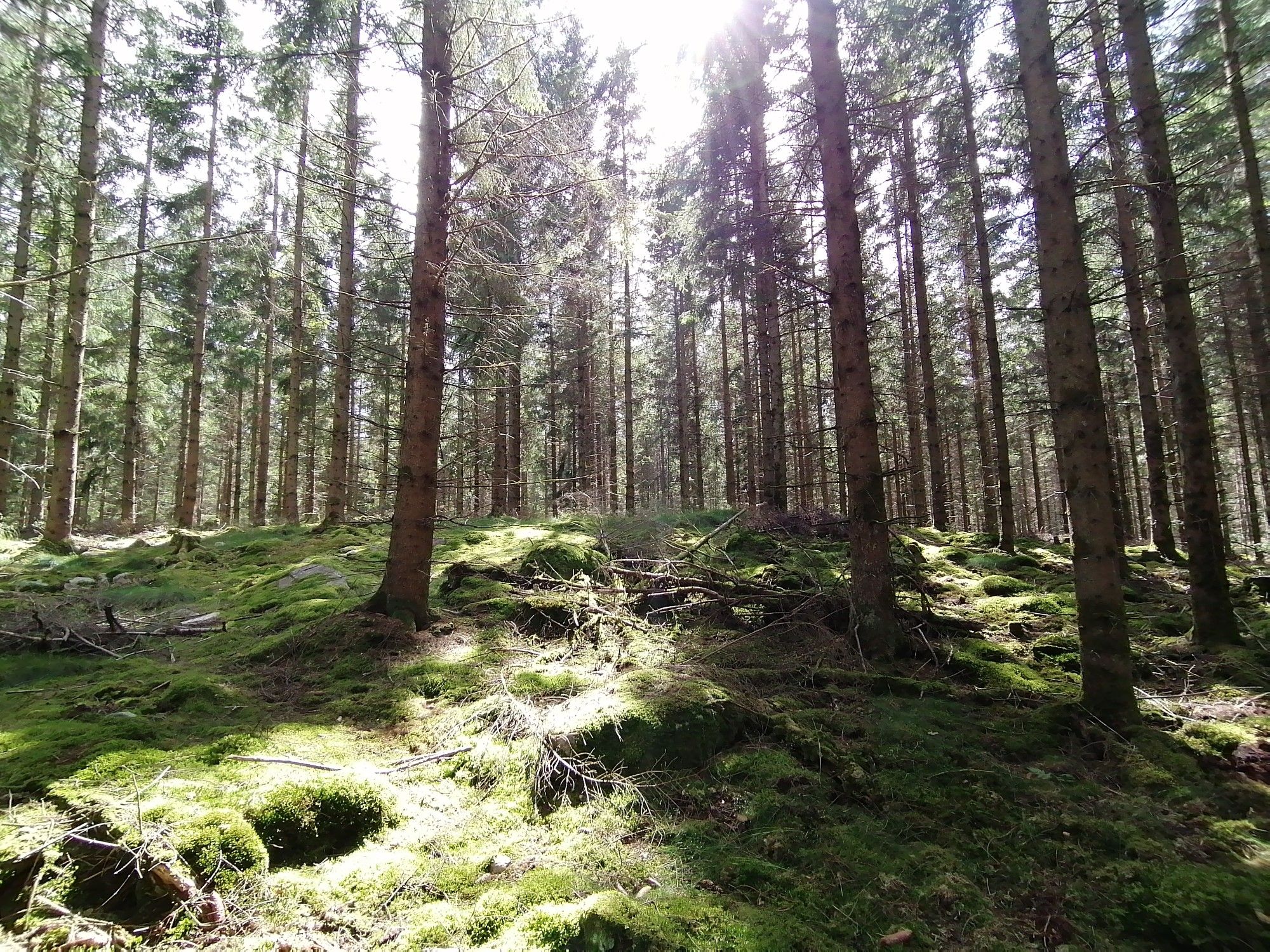 Hobbitwald