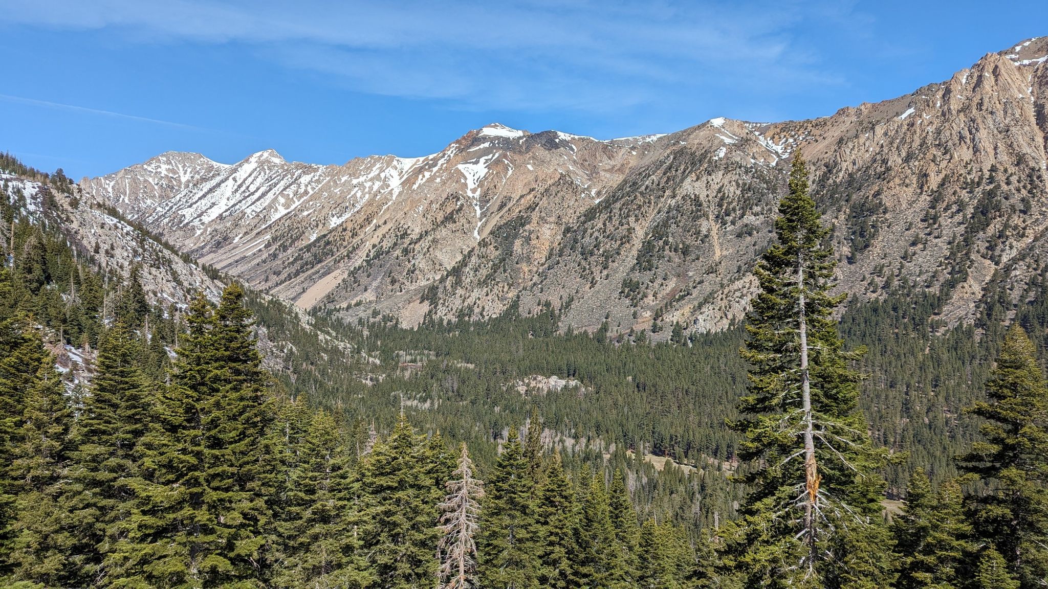 Snow-capped mountains rise above a dense evergreen forest under a clear blue sky. - Horse Creek Trail