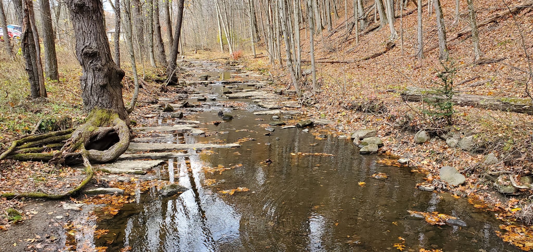A shallow stream flows through an autumn forest with bare trees and fallen leaves. - Hell's Hollow Trail
