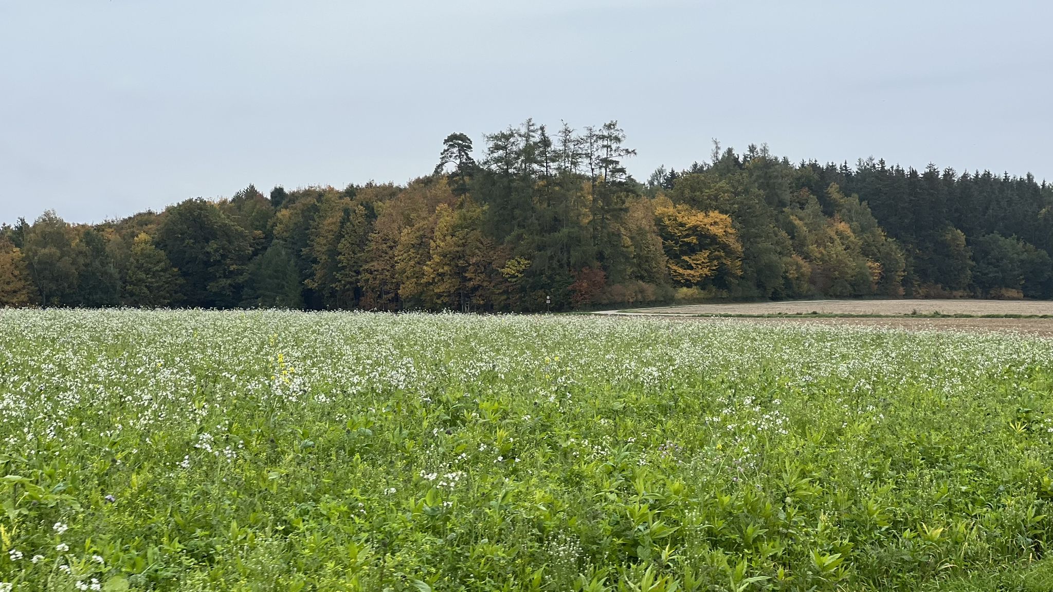 Herbstzeit..