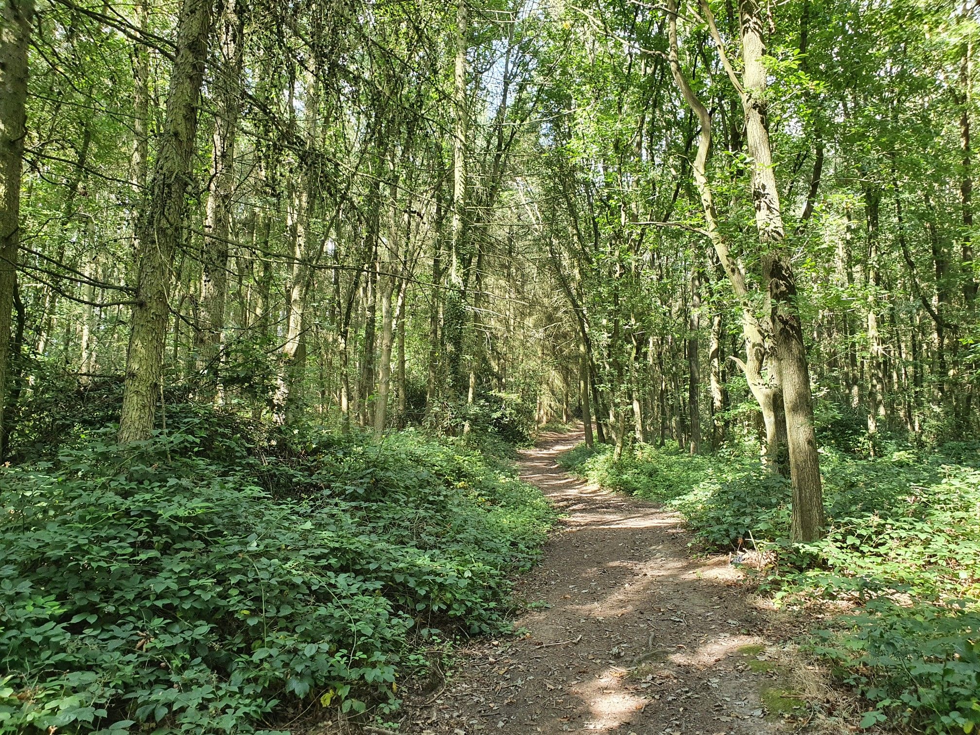 Britton Wood