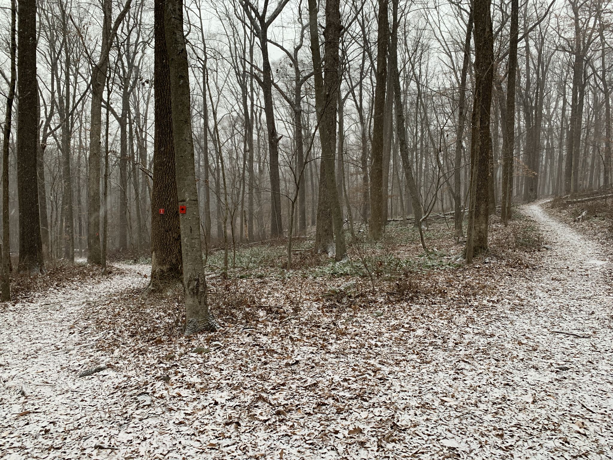 A snowy forest path forks, surrounded by bare trees under dim light. - Woosamonsa Ridge Preserve loop from Harbourton