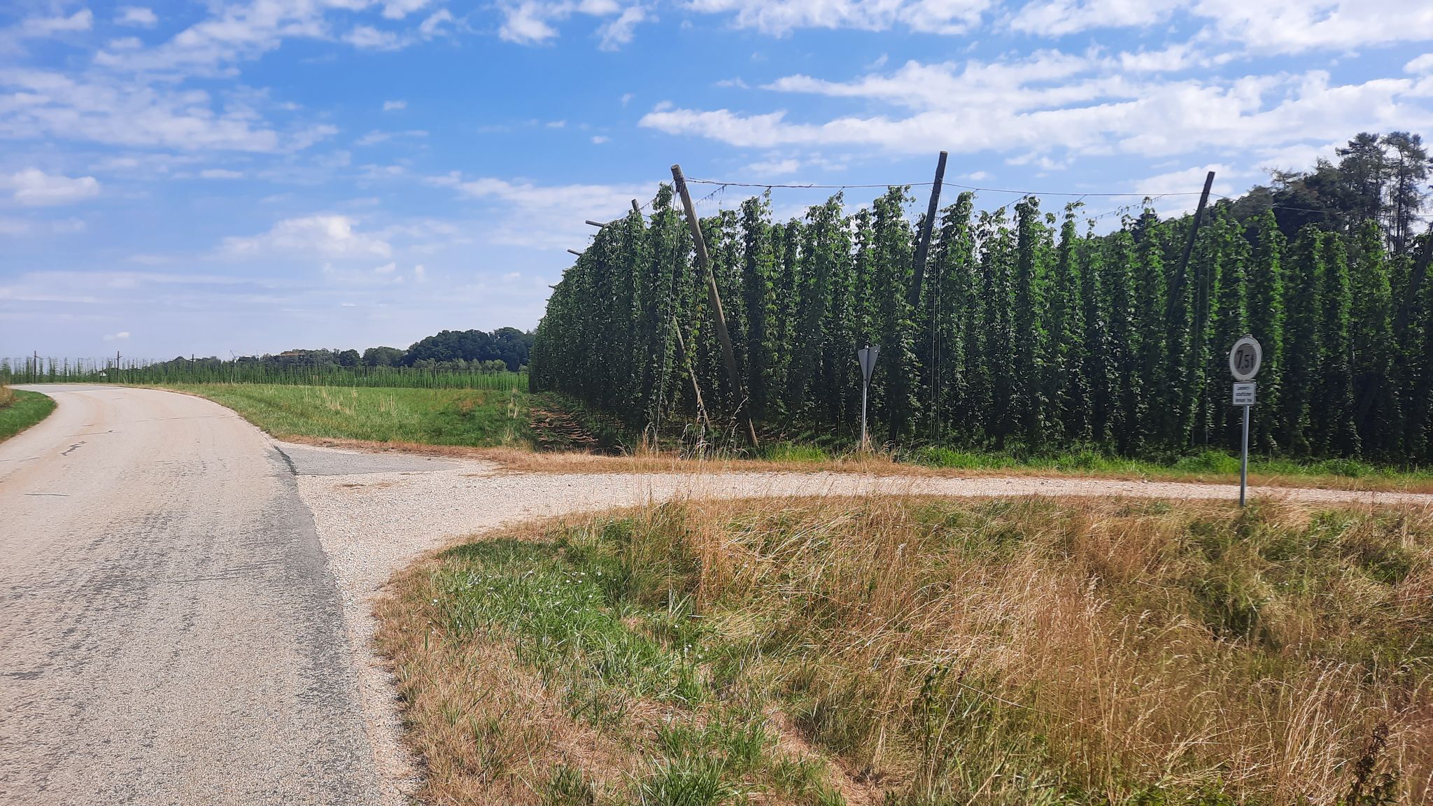 Hopfenanbaugebiet bei Walkertshofen