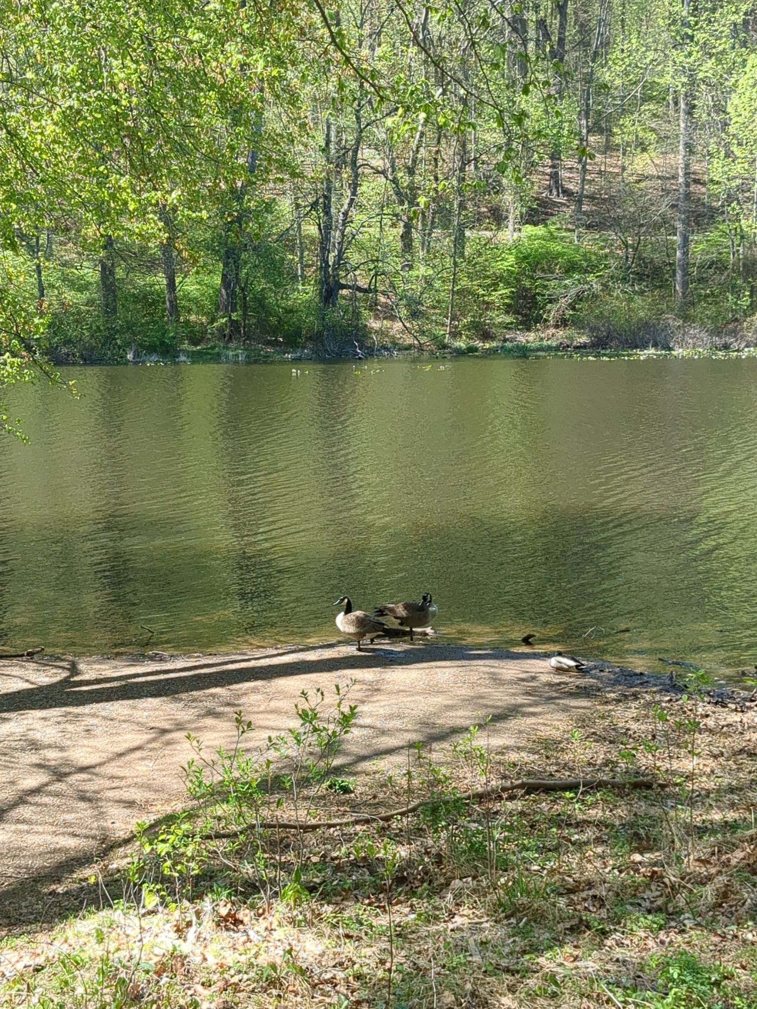 Two geese stand on a concrete bank beside a calm, green lake. - Watchung Reservation History Trail loop