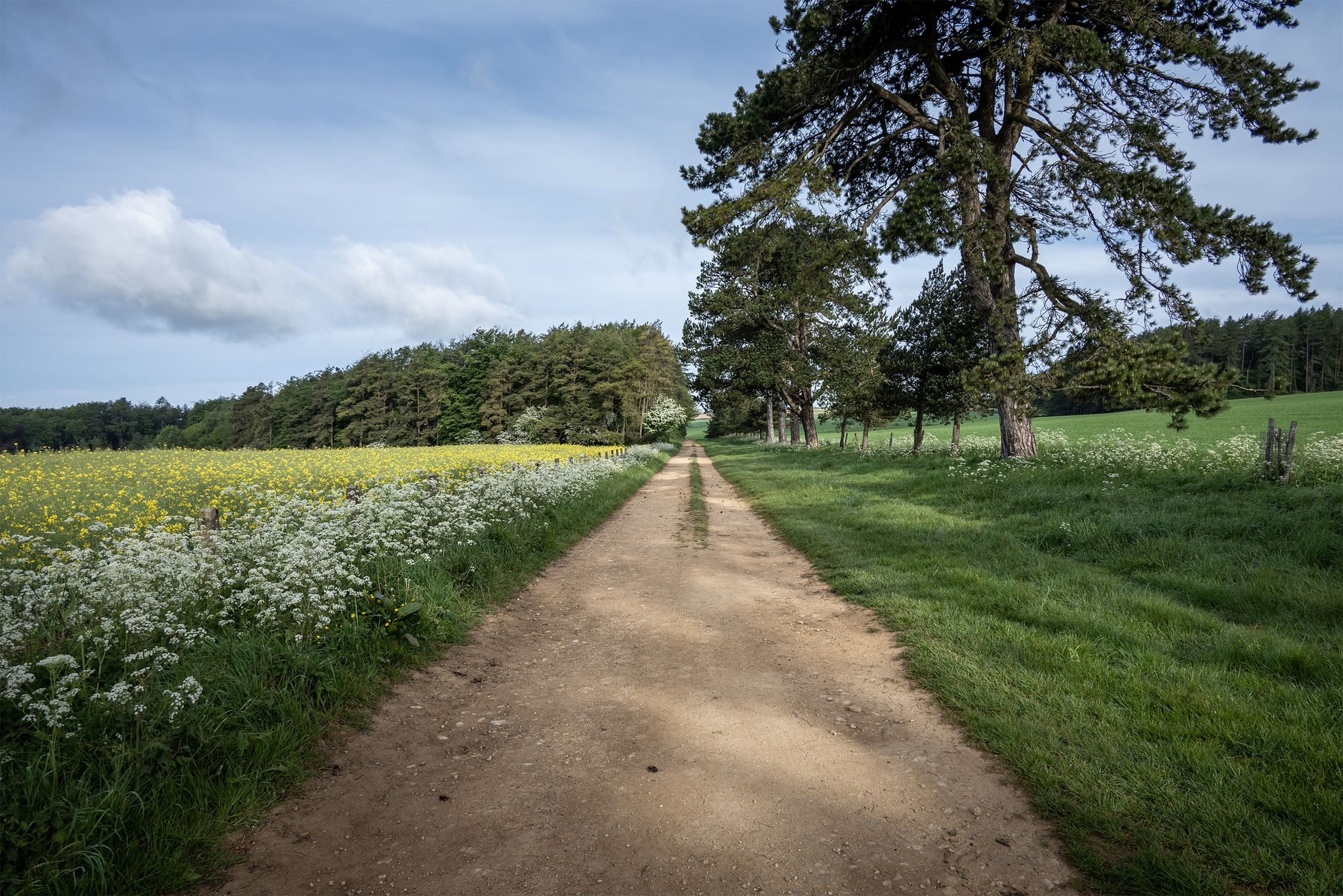 The track