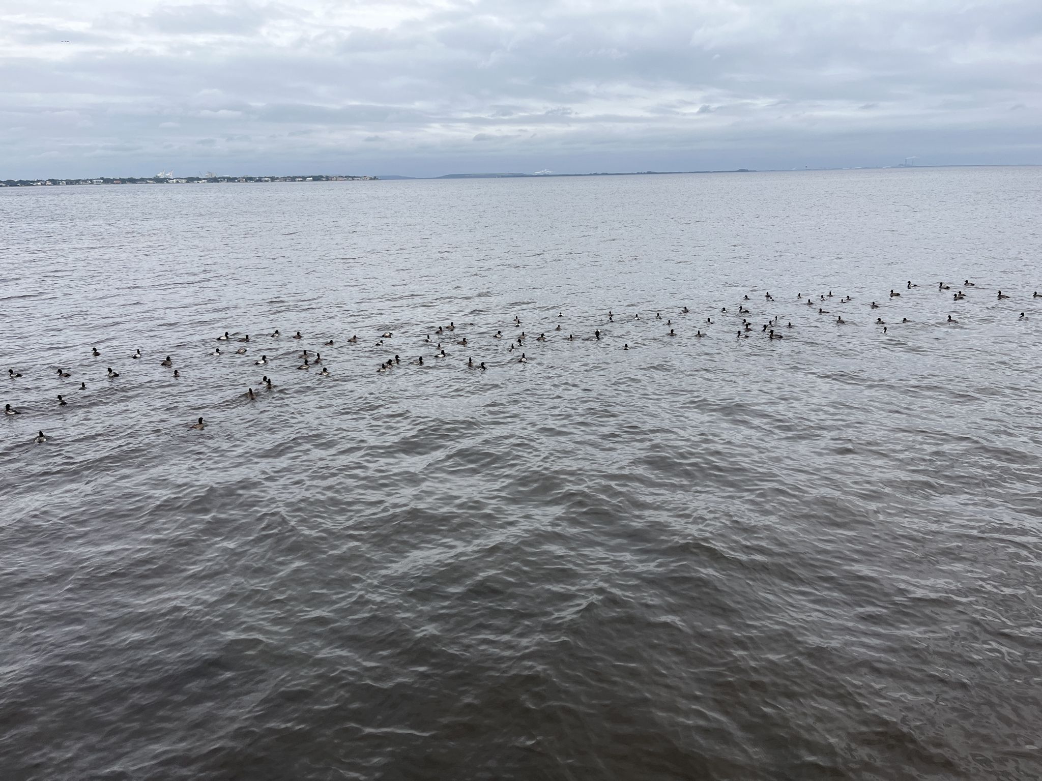 Numerous birds floating in groups on calm, grey water under an overcast sky. - Bayshore Greenway Trail