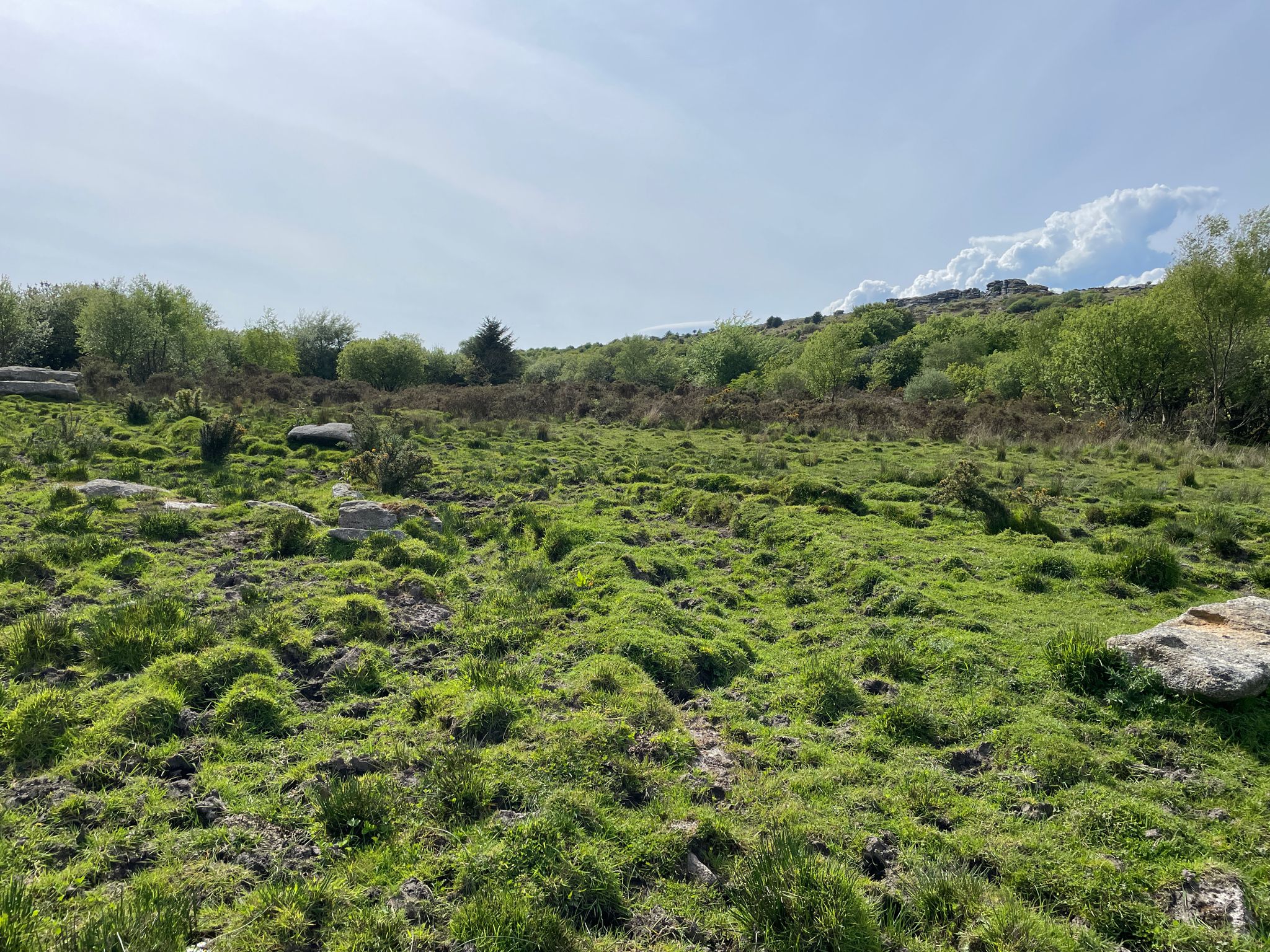 Beautiful view listening to a cuckoo 🥰