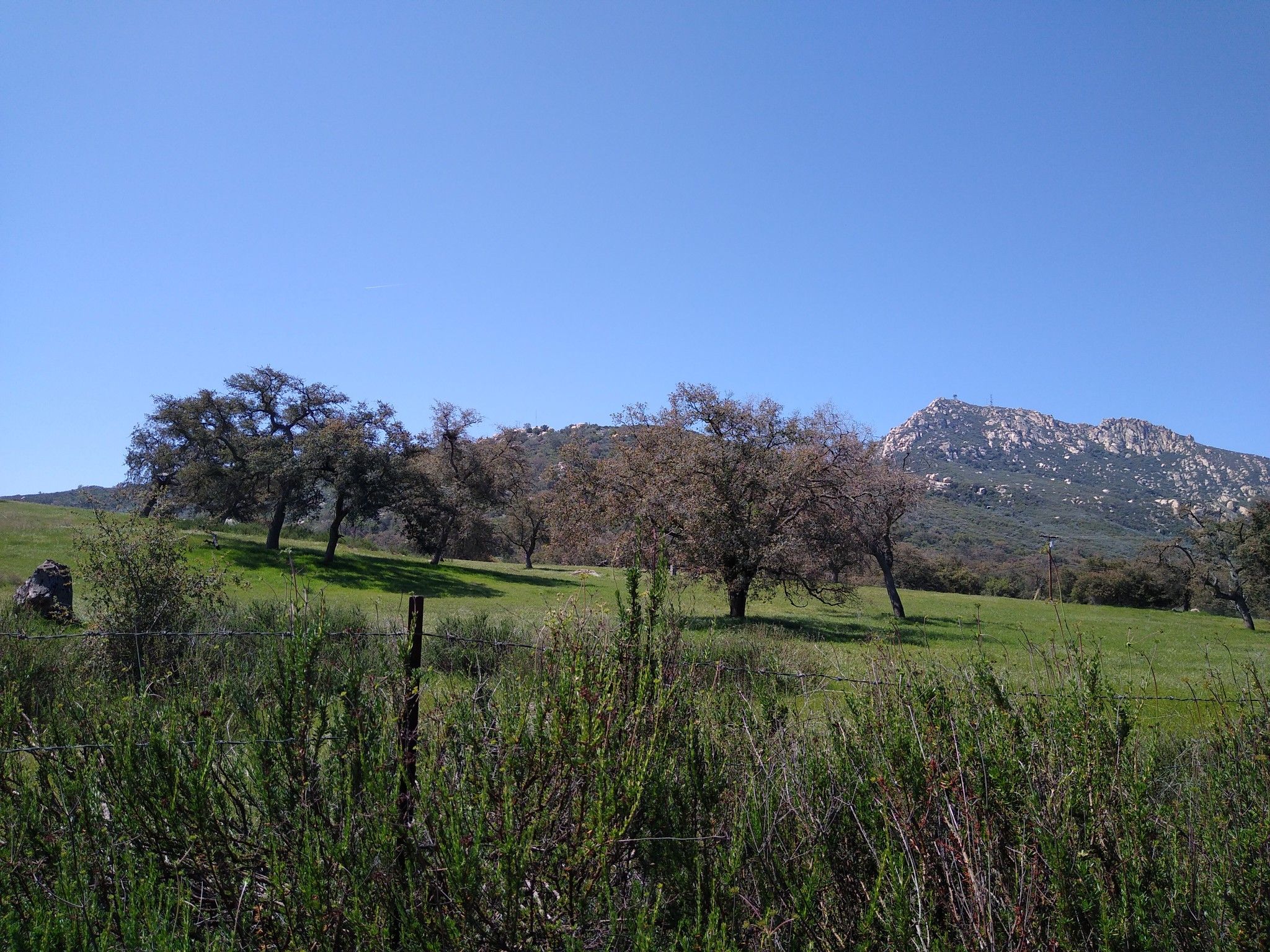 Green grassy field with scattered trees and distant mountains under a clear sky. - Lyons Valley loop