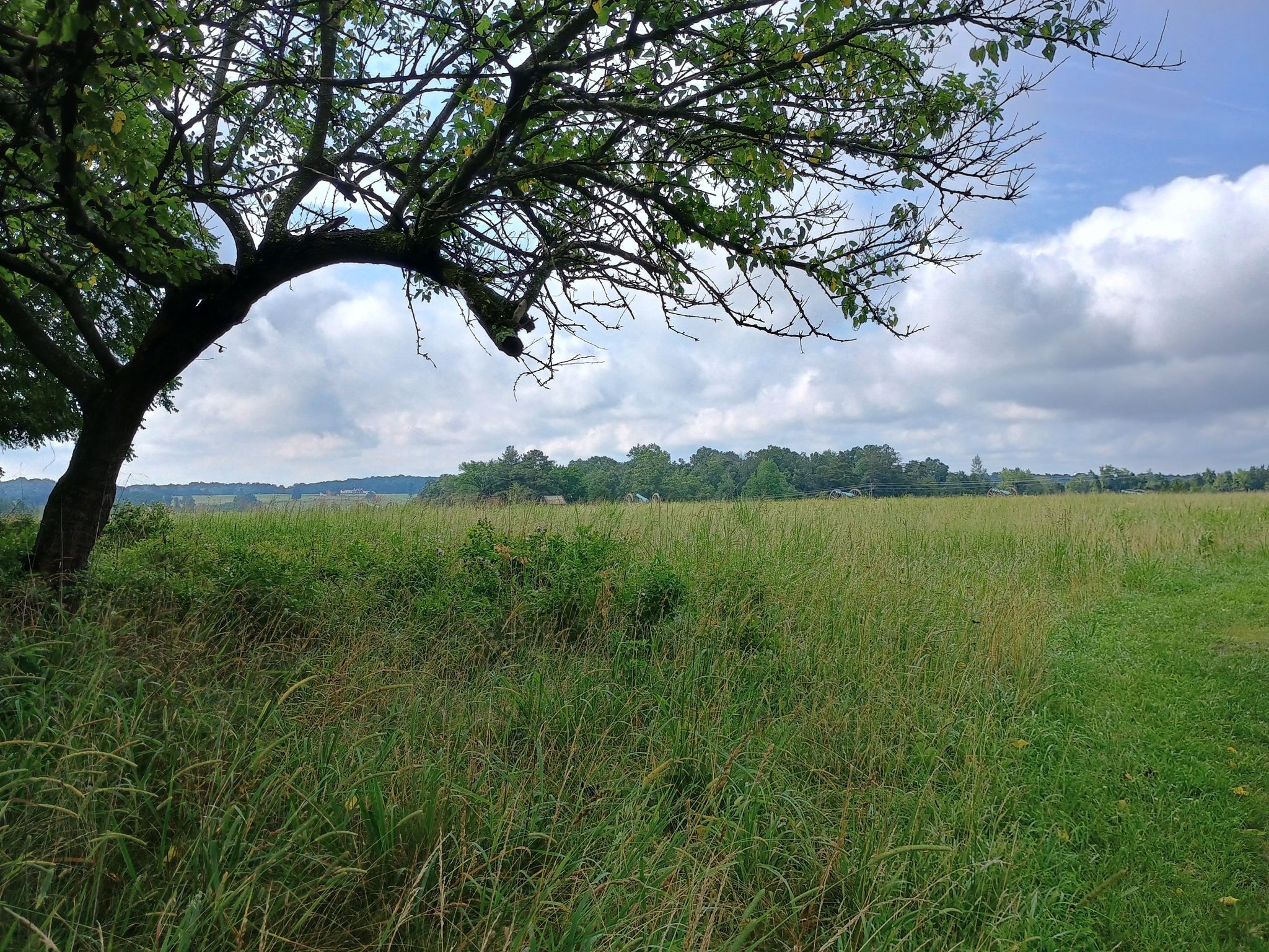 A gnarled tree branch frames a sunny, grassy field under a cloudy sky. - Second Manassas Trail