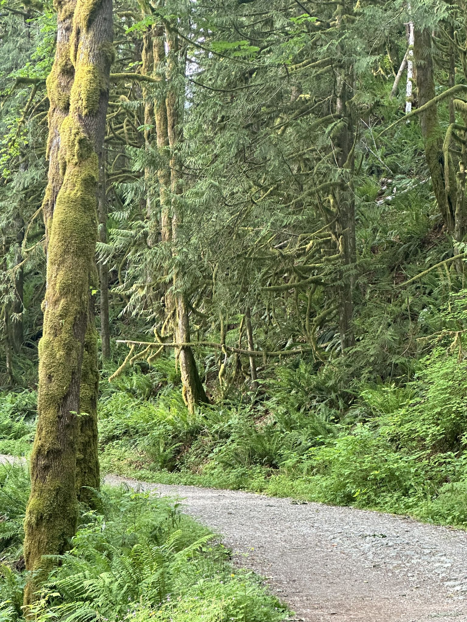 Winding gravel path through a dense, moss-covered forest with ferns. - Lake Serene Trail