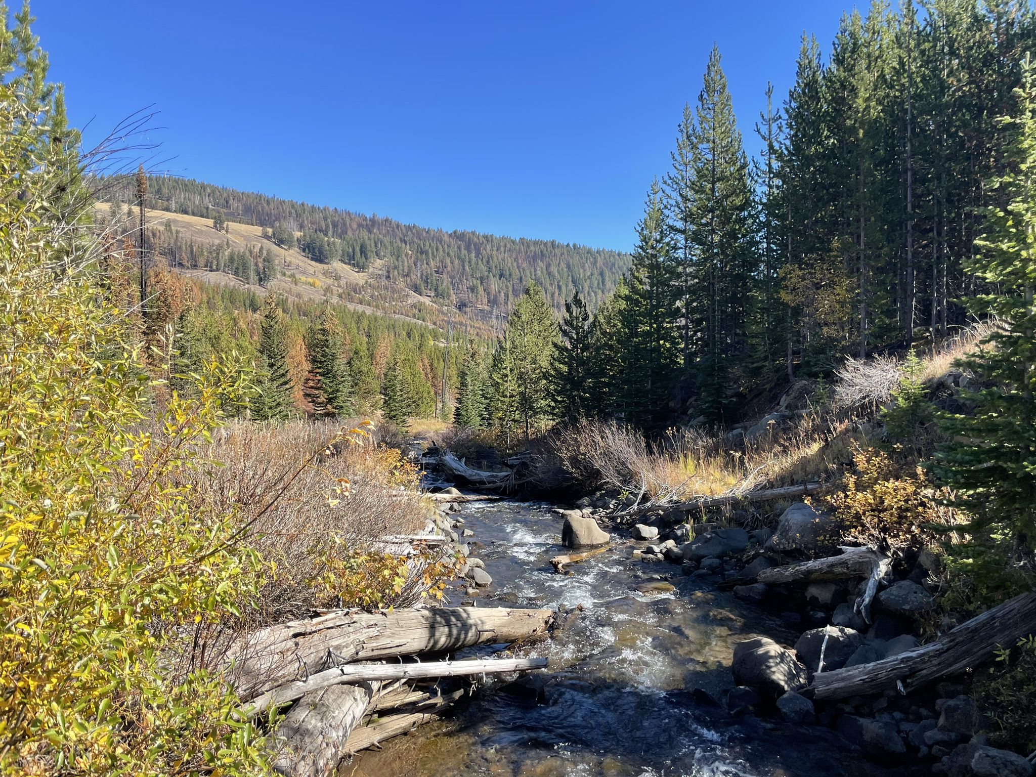 A clear stream flows through a sunny, forested valley with distant hills. - Bonny Lakes via Tenderfoot Wagon Road
