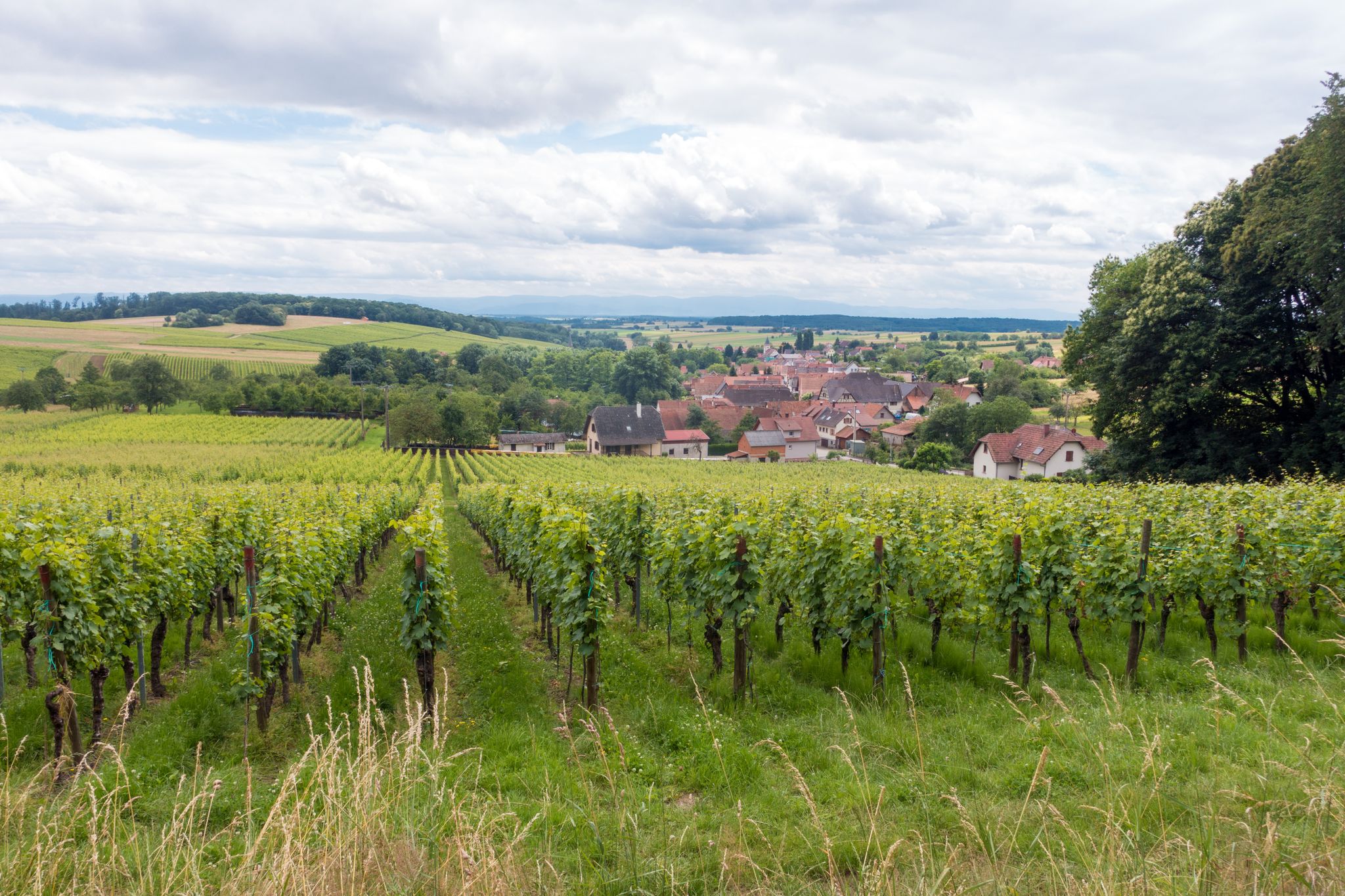 Blick auf Steinseltz