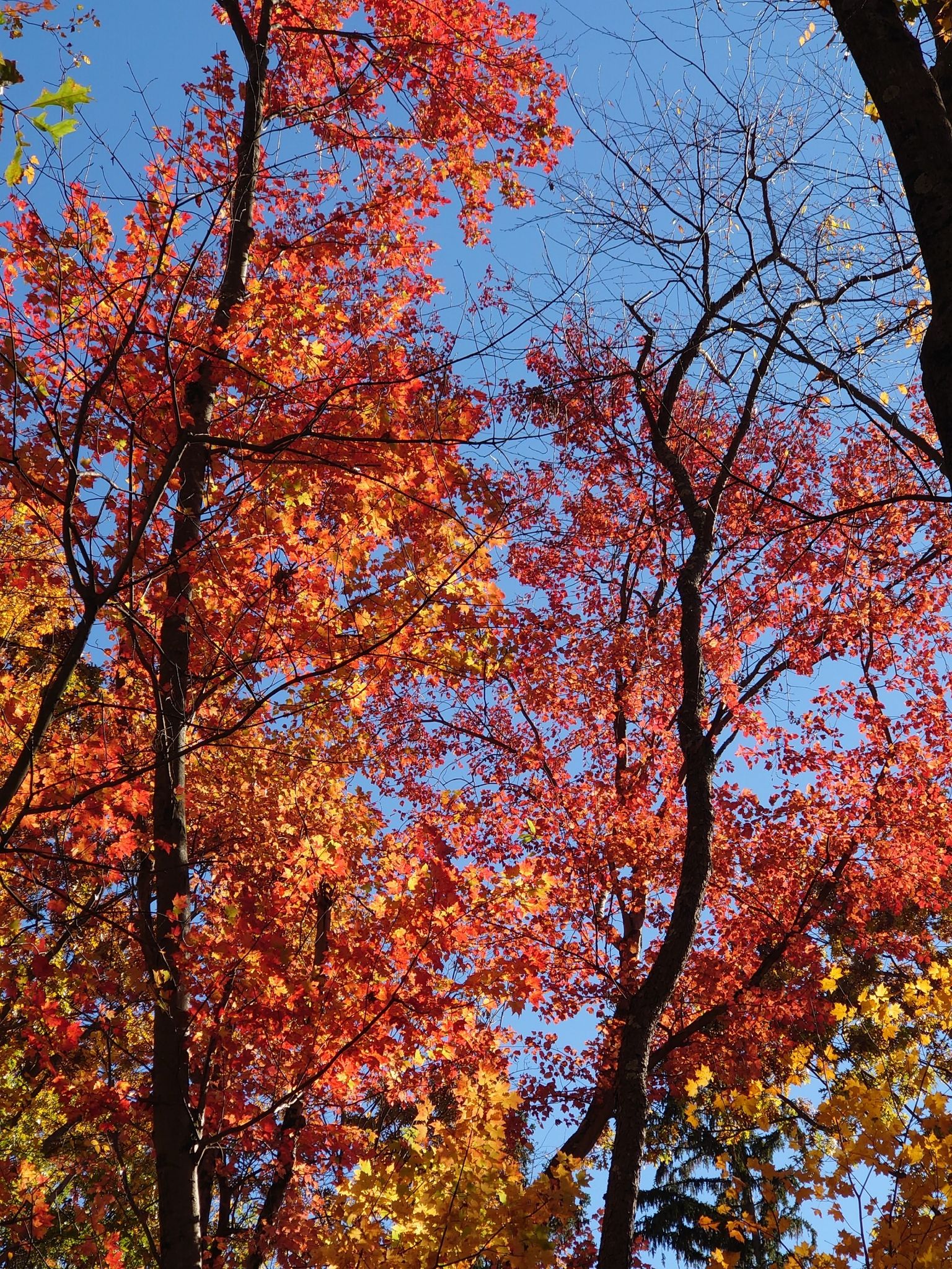 Vibrant red and orange autumn leaves against a clear blue sky. - Cedar Loop Trail