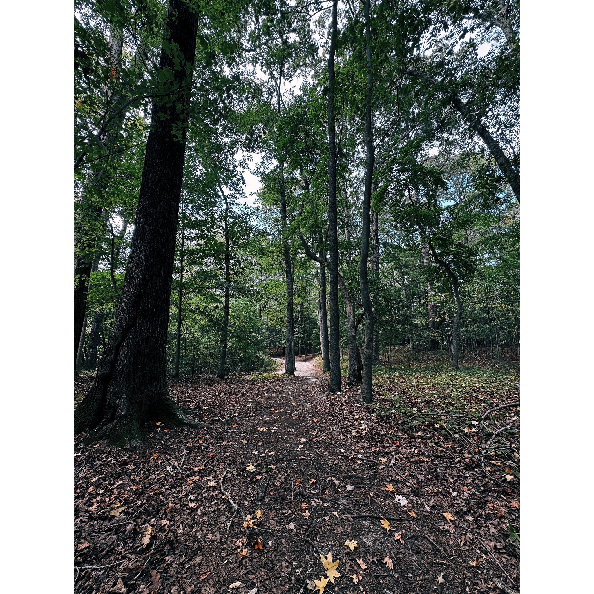 Forest path covered in fallen leaves, surrounded by tall green trees. - The Mariners' Museum loop from Christopher Newport University