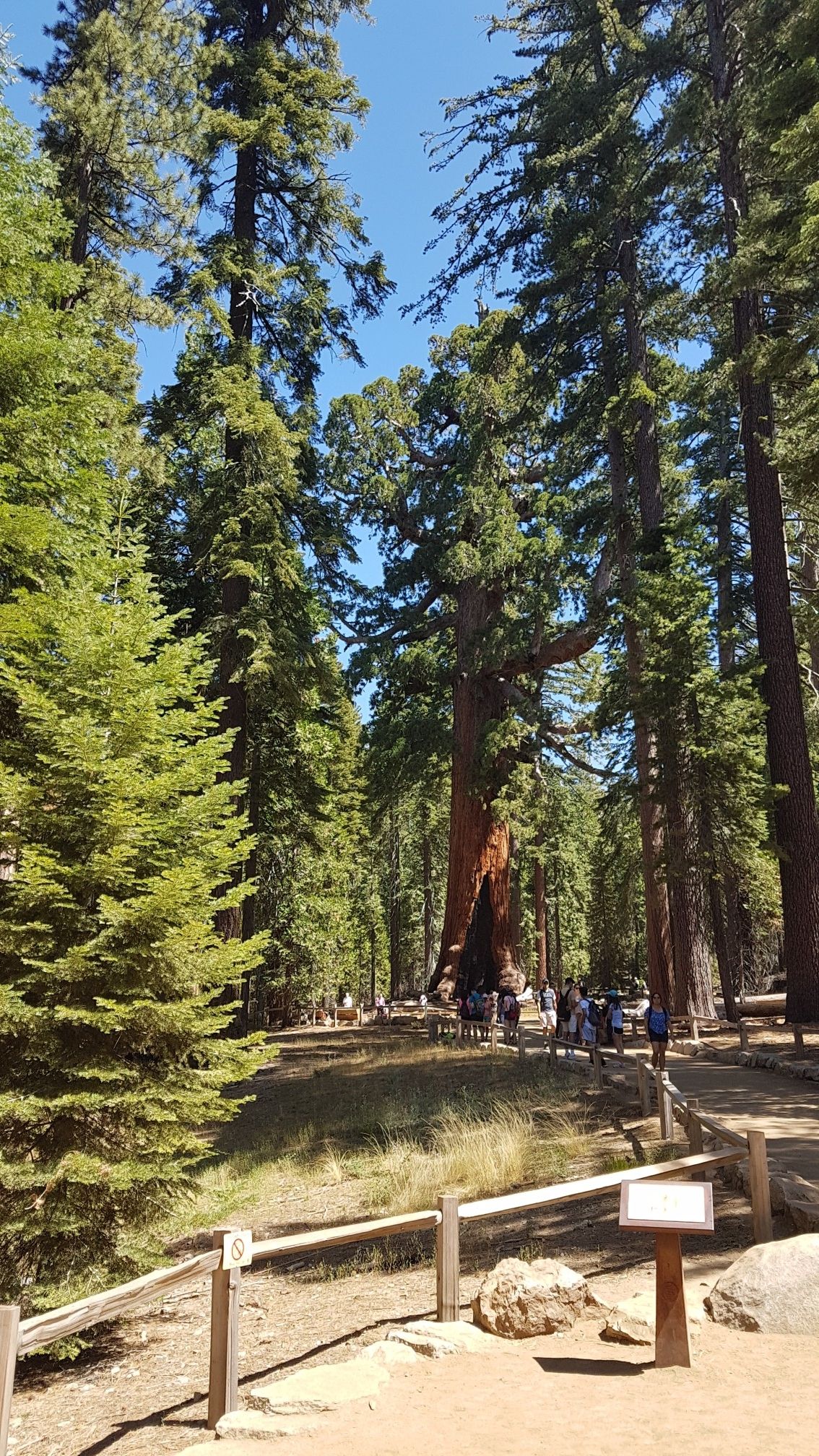 People gathered near a massive tree in a sunny forest under a blue sky. - Washburn Trail